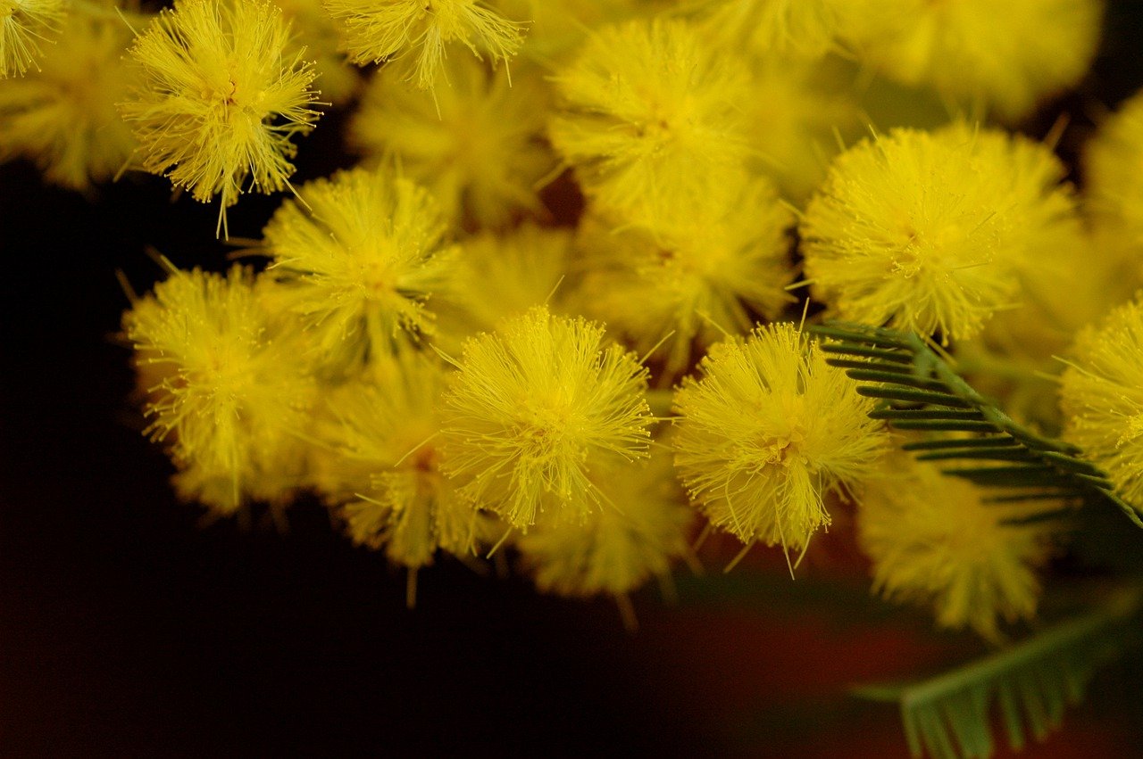 Мимоза цветок фото желтая фото
