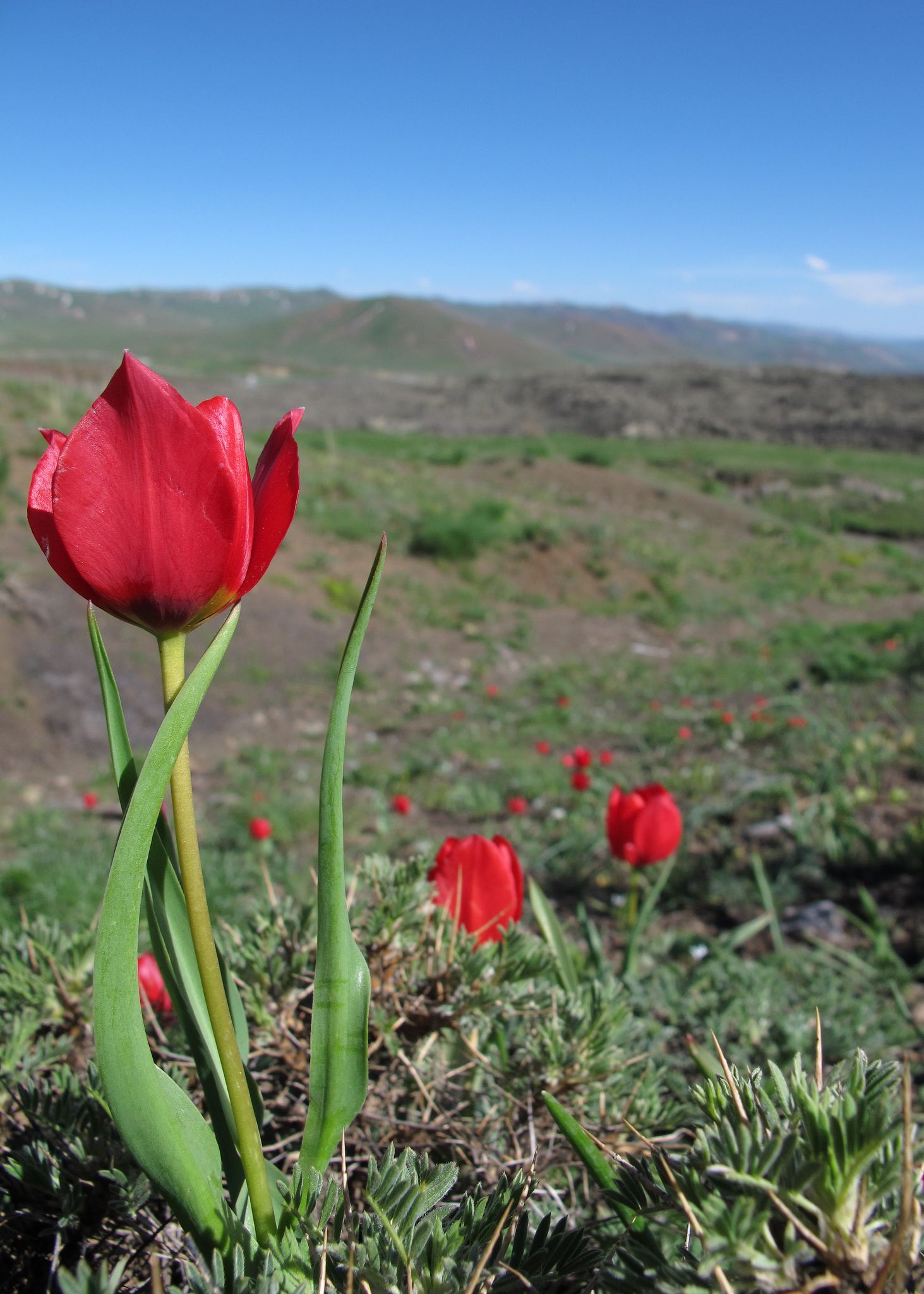 Tulipa Wild цветок