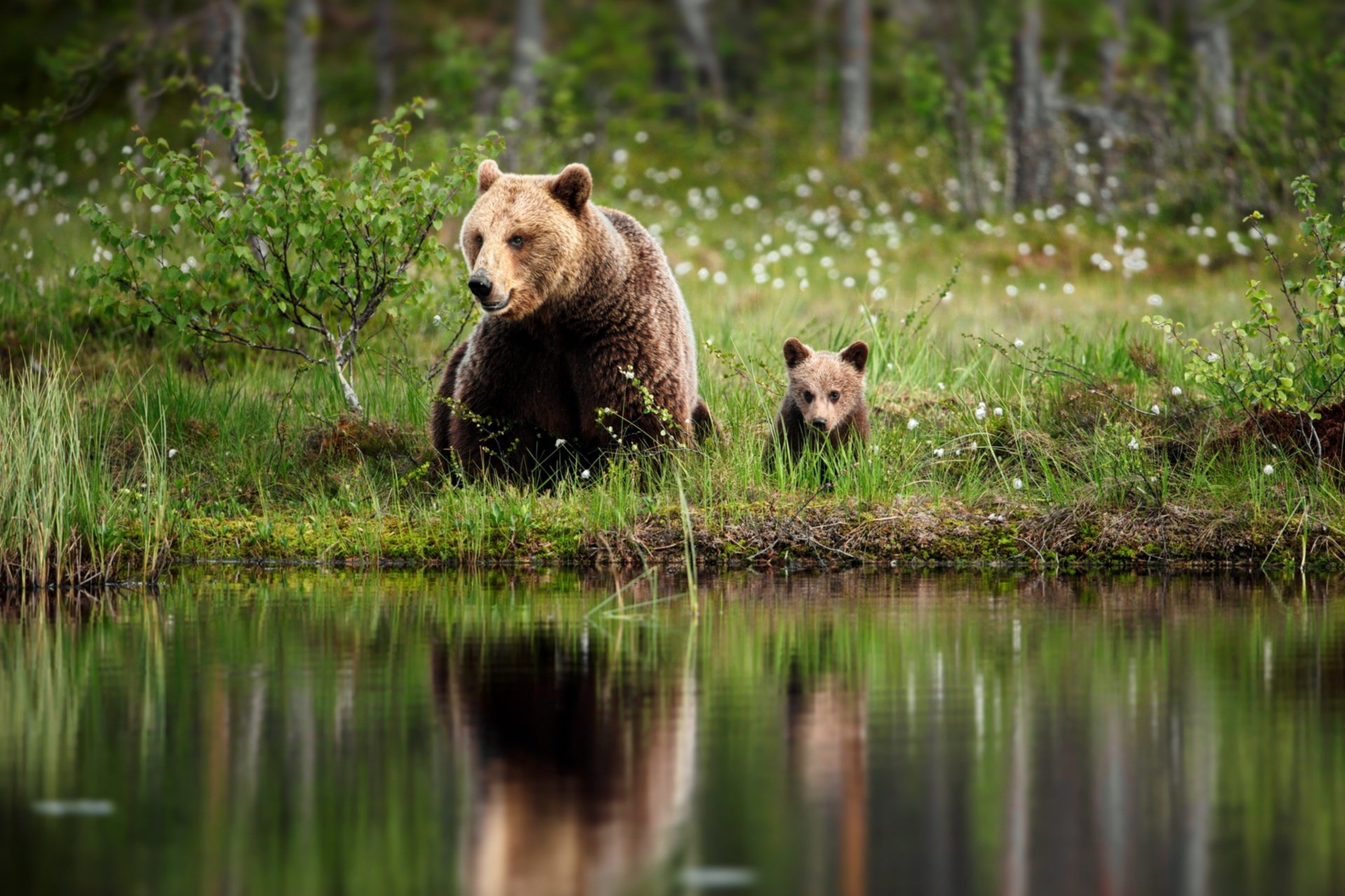 Медведь в природе (68 фото) .