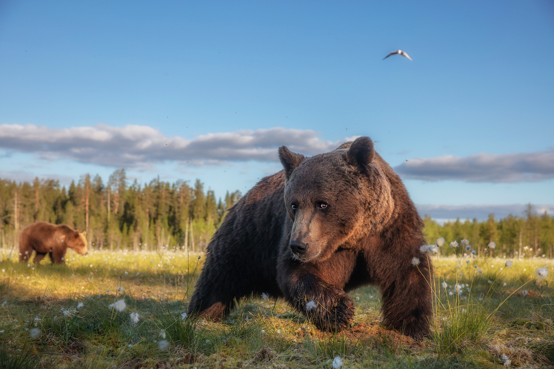 Фото бурого медведя в хорошем качестве в лесу