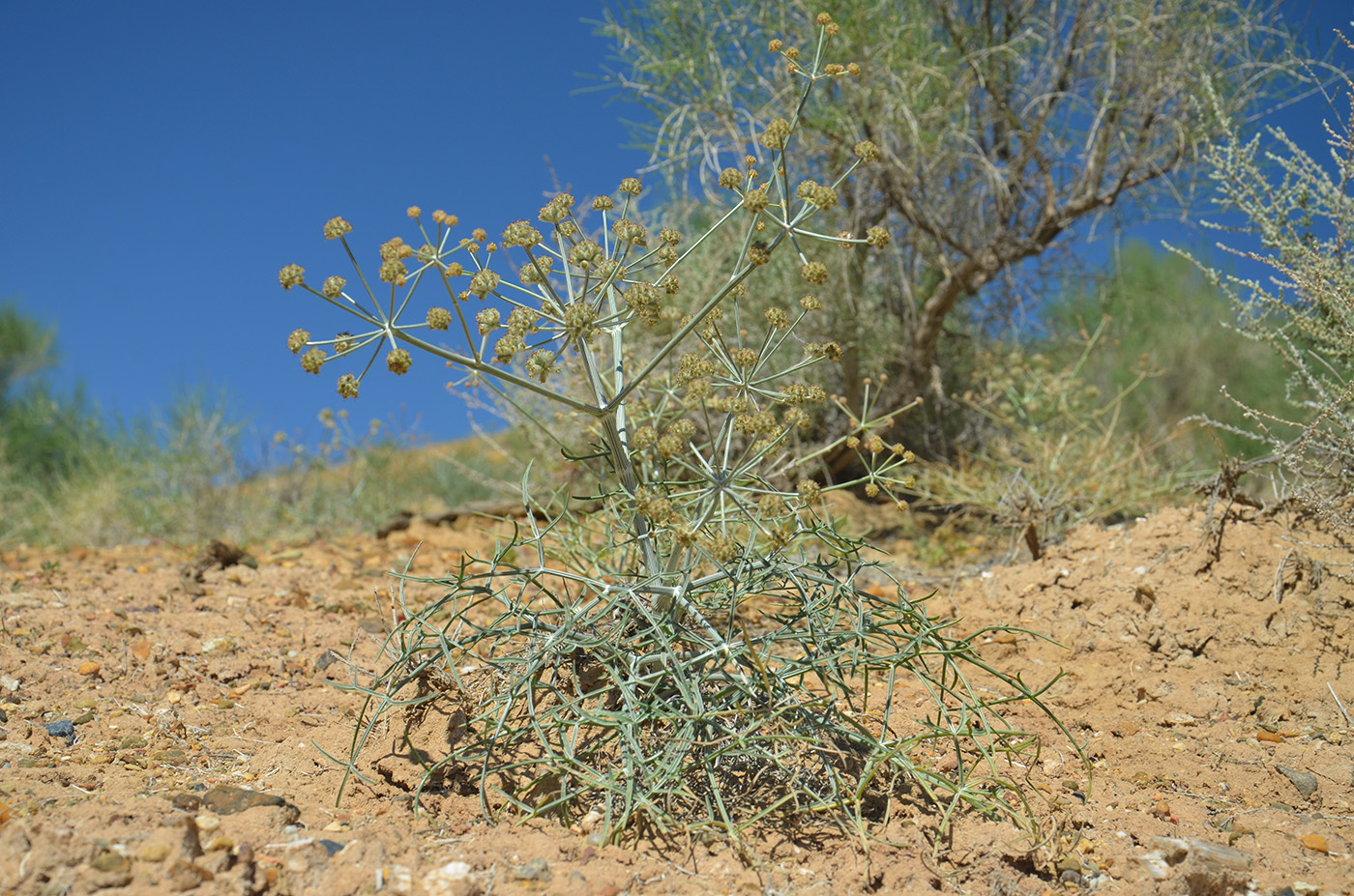 Саксаул растение фото в казахстане