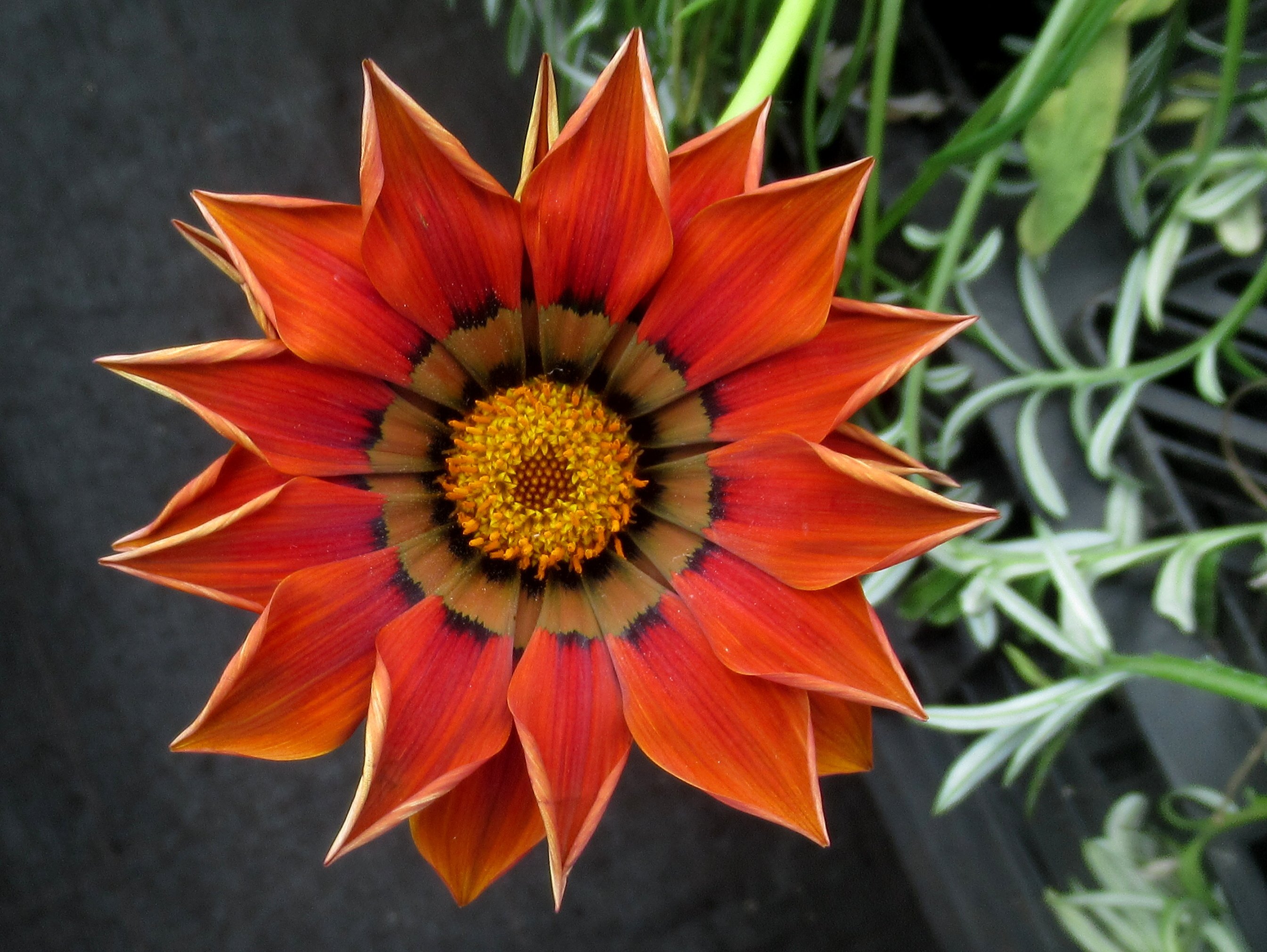 Симметричный цветок фото