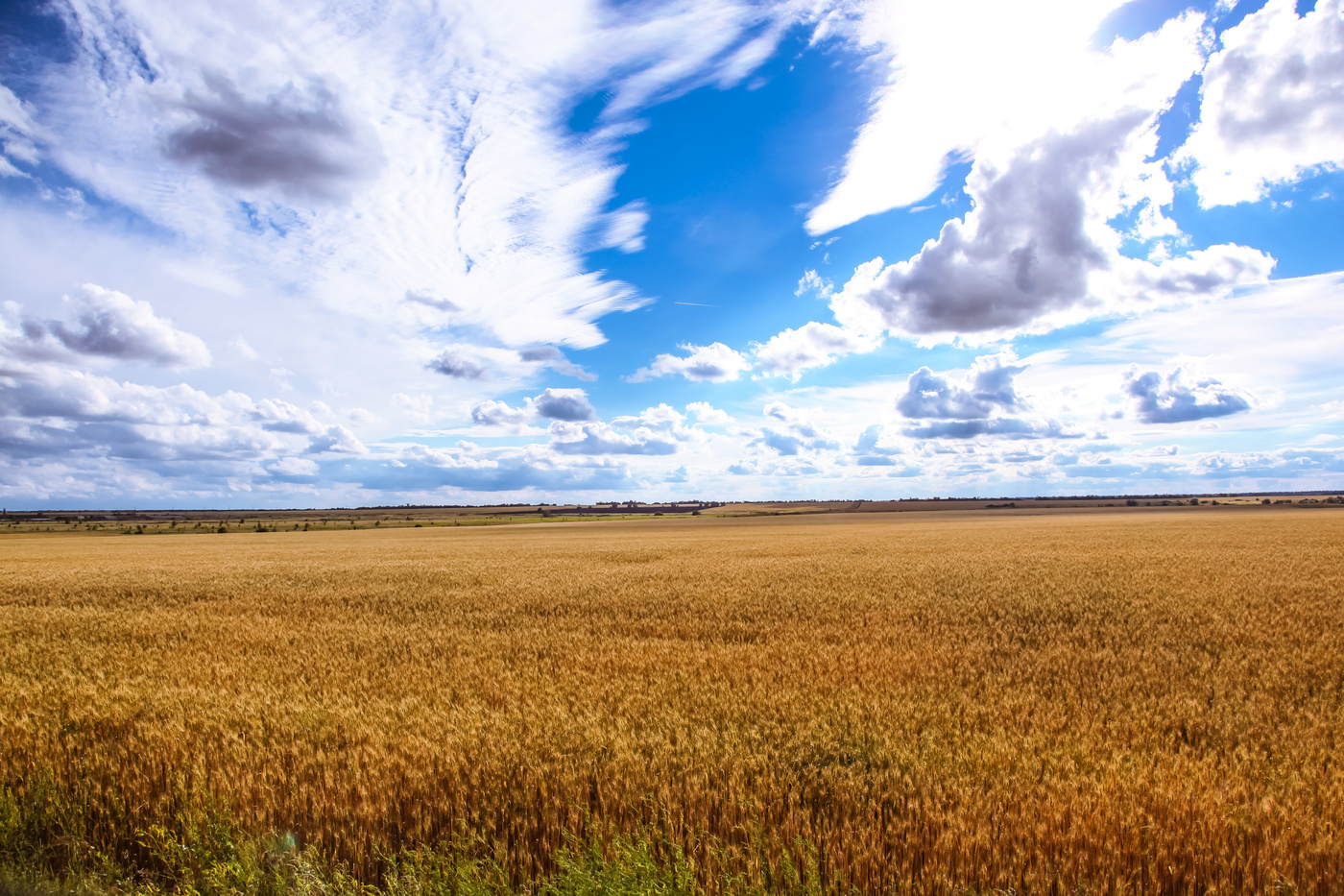 Пшеничные поля Ростовской области