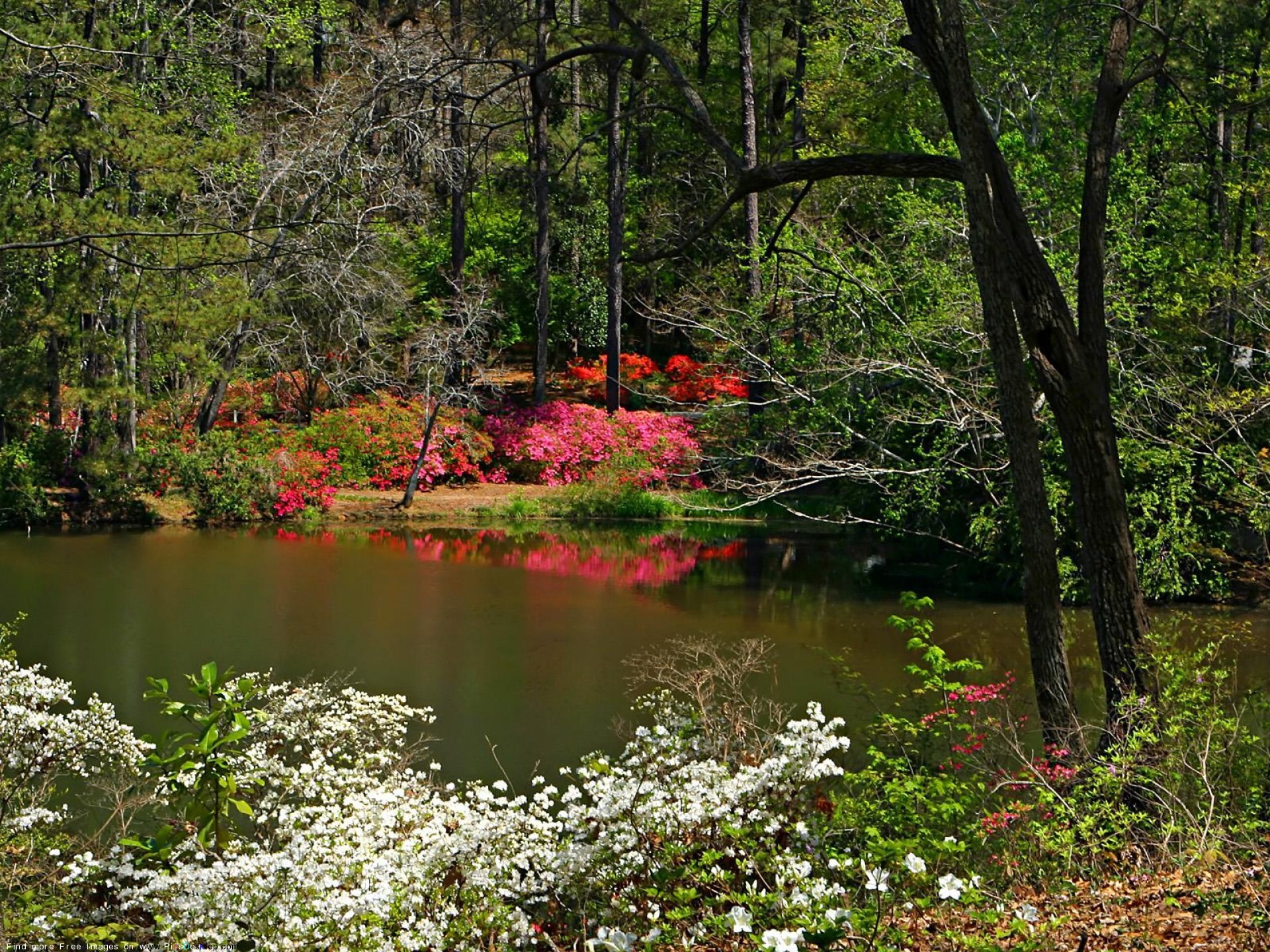 Природа Весна лес озеро