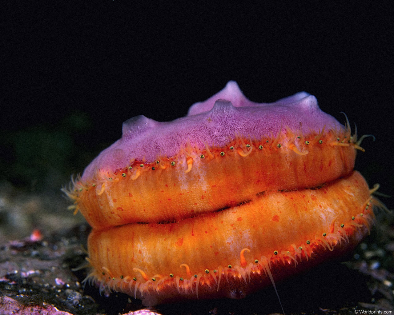 морской гребешок фото в море