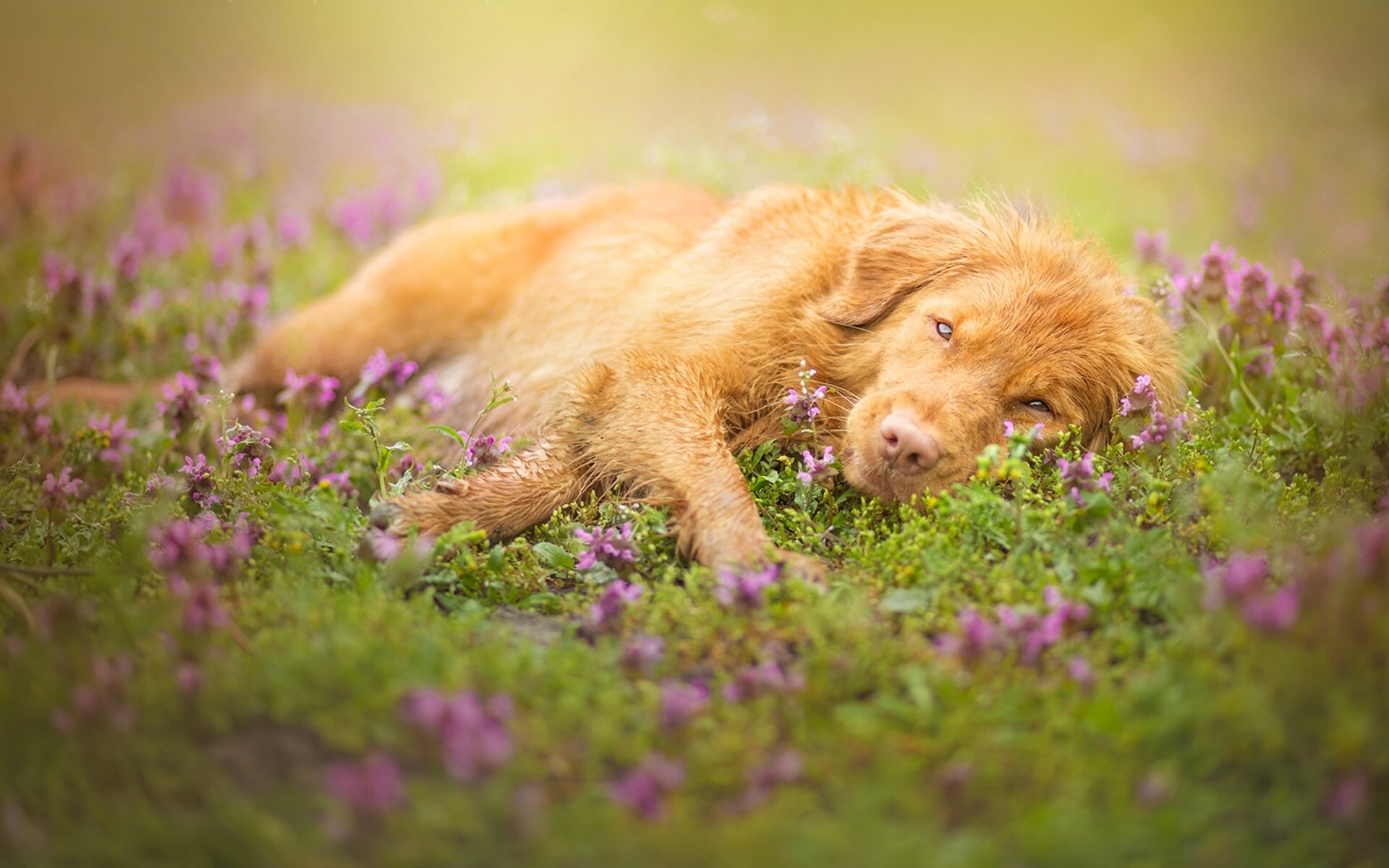 Собака лежит на траве