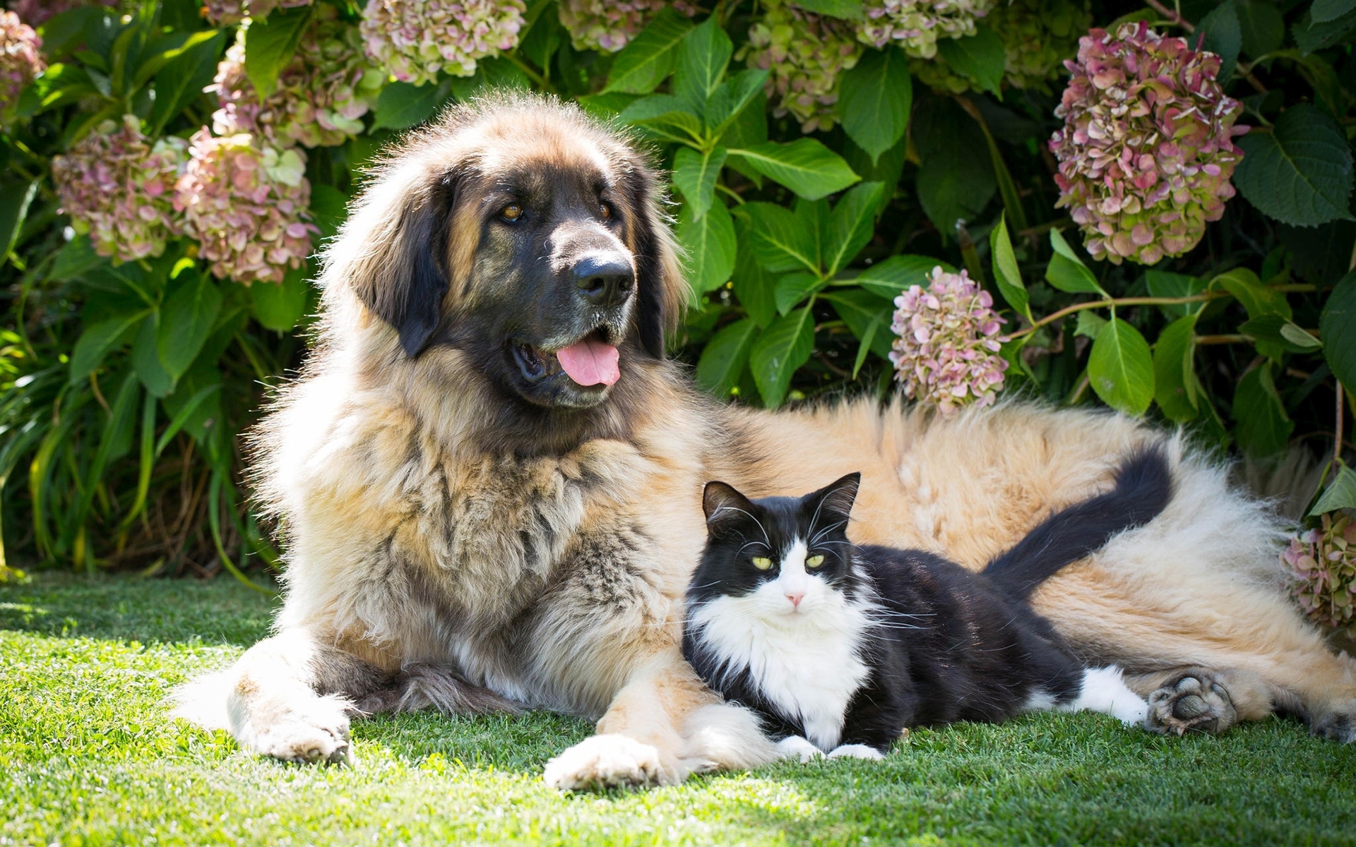 Фото и породы кошек и собак