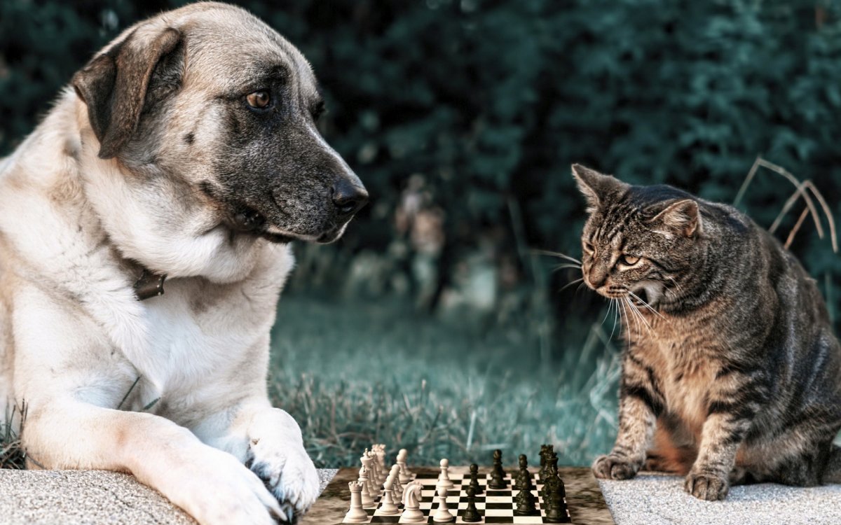 Собака и шахматы