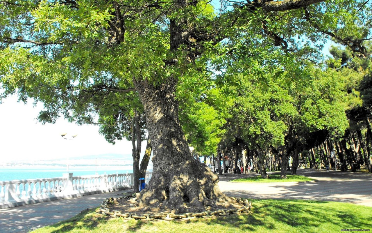 Геленджик деревья на набережной
