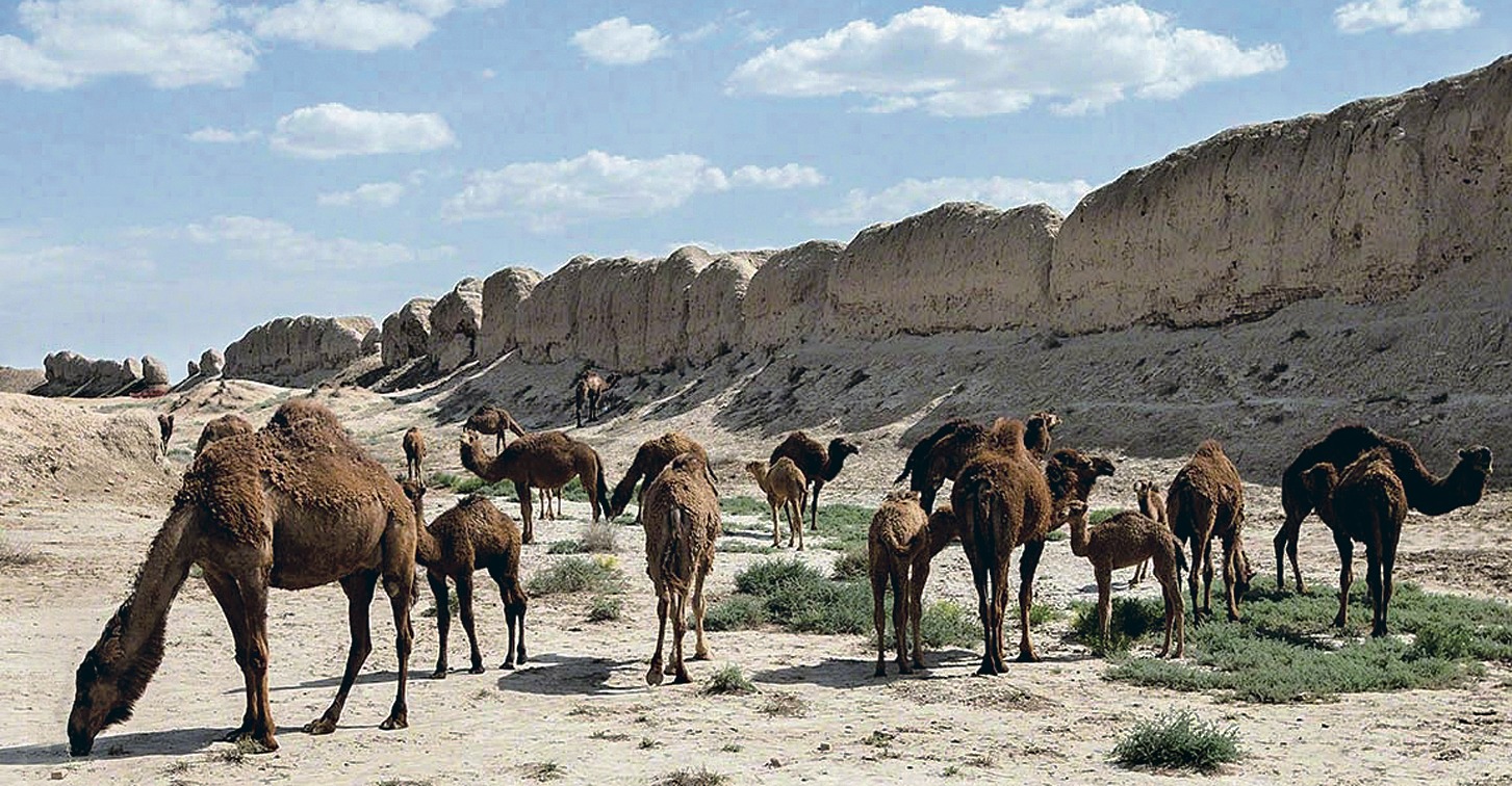 Верблюдоводство Туркменистан