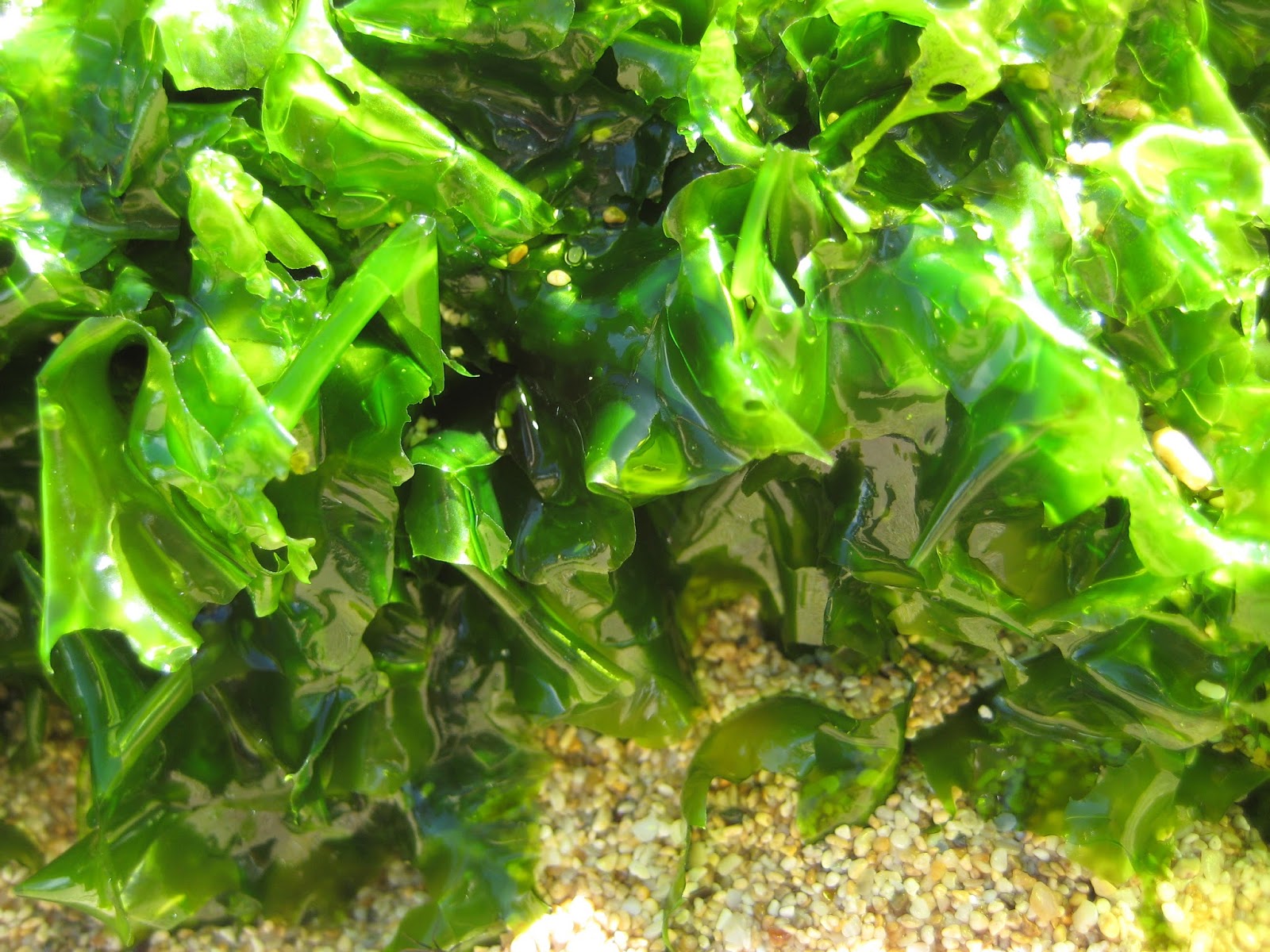 Морская капуста это водоросли нори