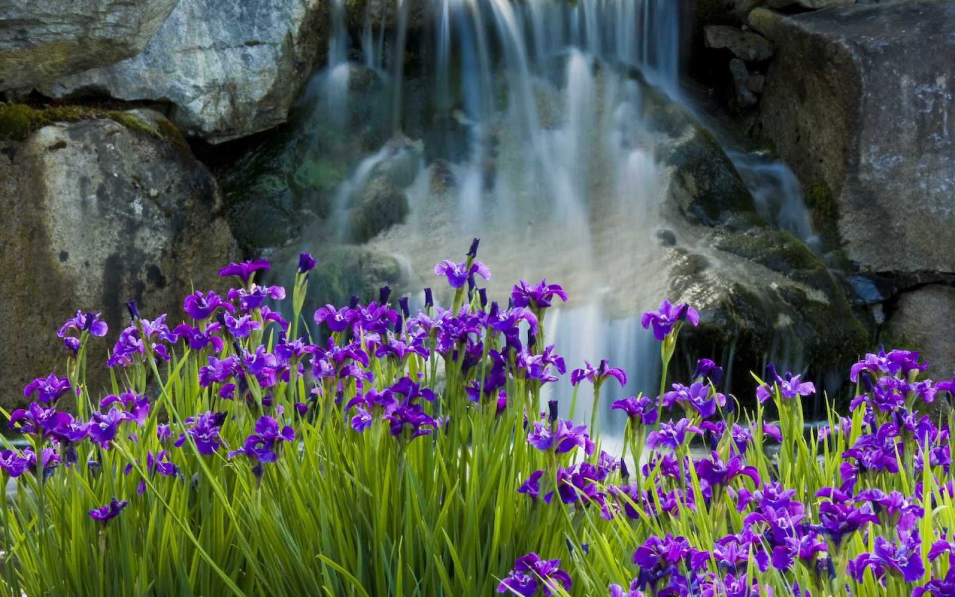 Цветы и вода фото красивые