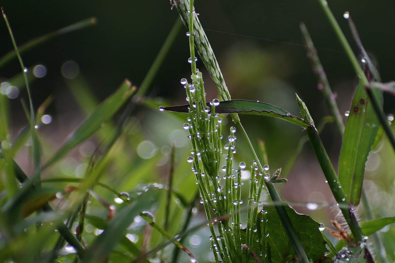 Капли дождя на траве