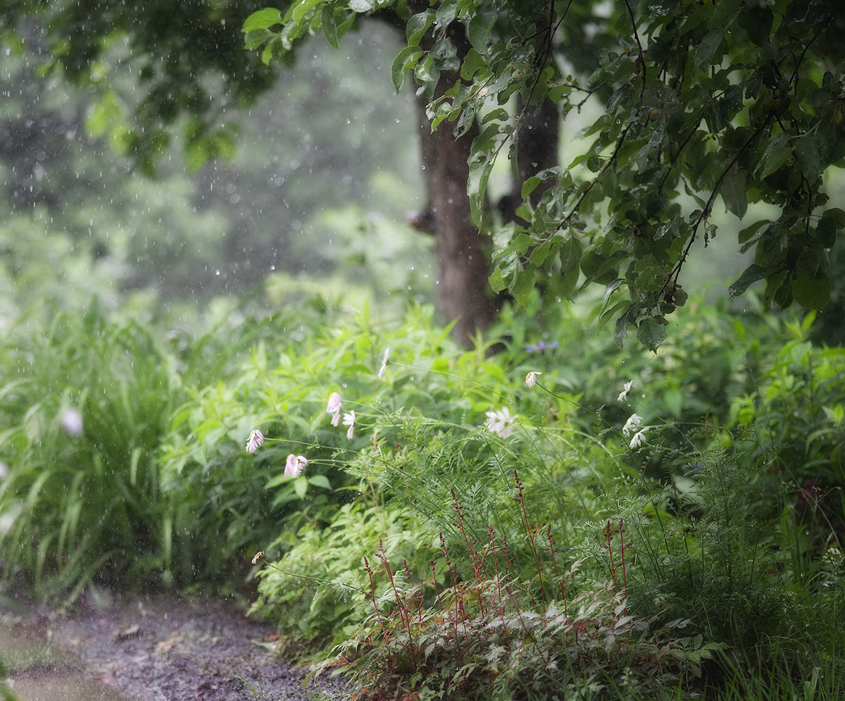 Дождь в лесу описание