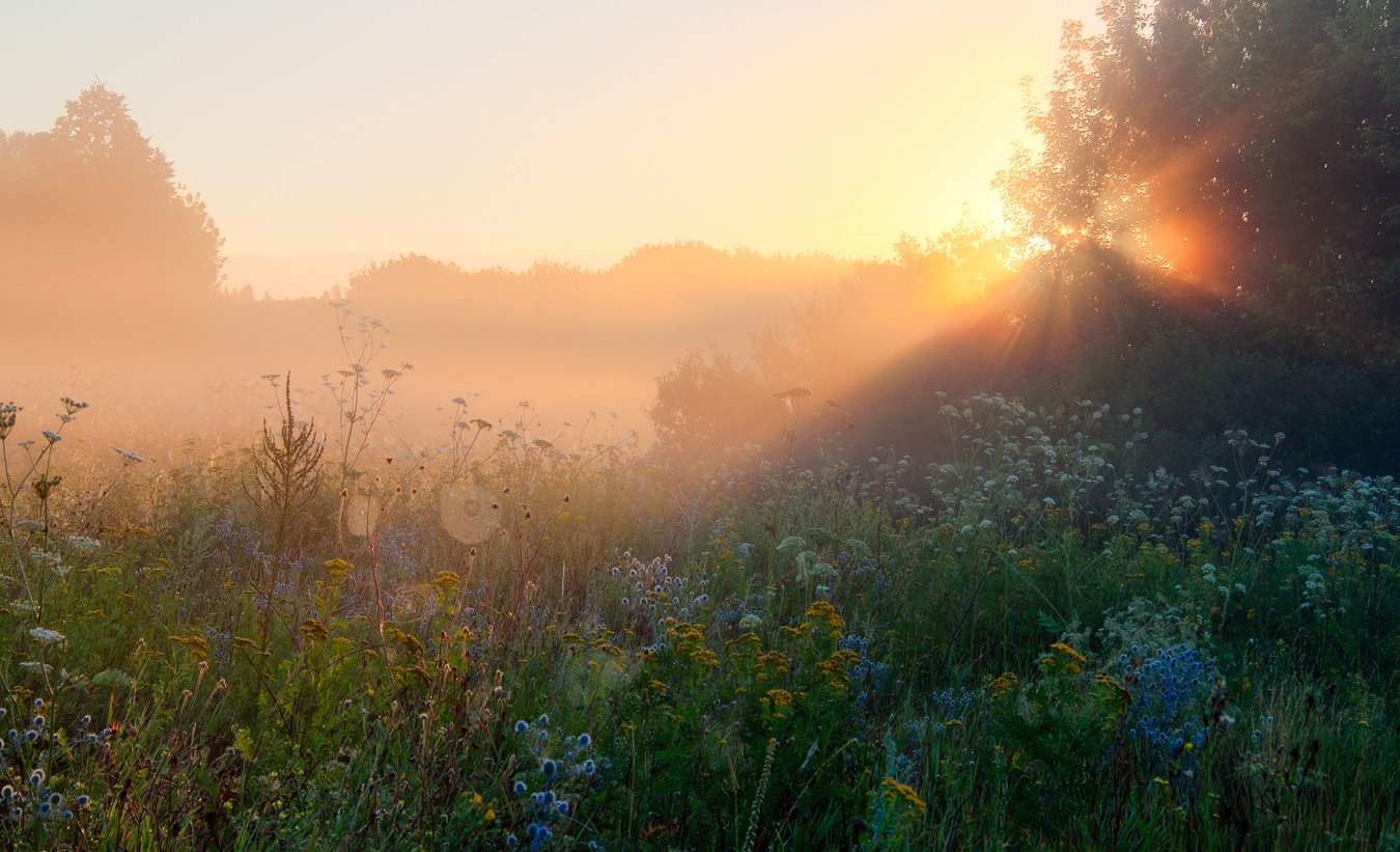 Картинки природа утро. Утренний пейзаж. Утренний туман. Летний рассвет. Рассвет летом.