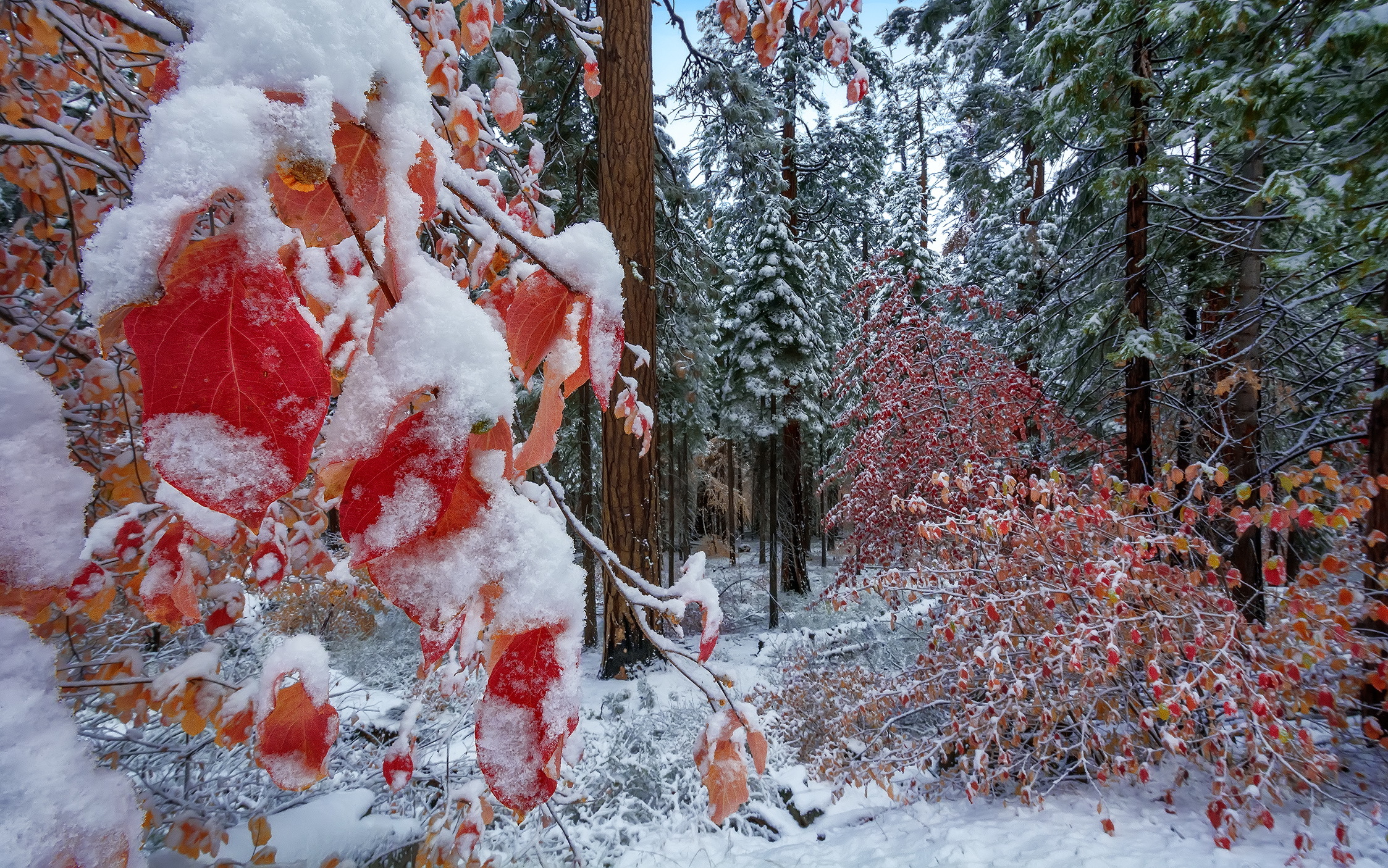 Январь году начало зимы. Первый снег. Первый снег в лесу. Ранняя зима. Осень снег.