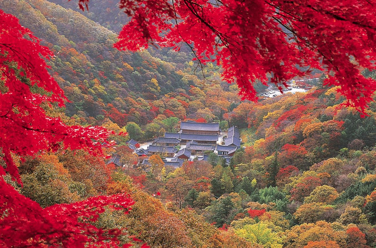 Корея Южная Сеул леса