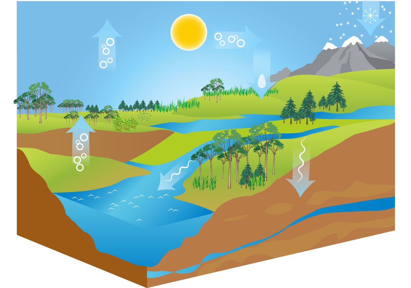 Круговорот воды в экосистеме