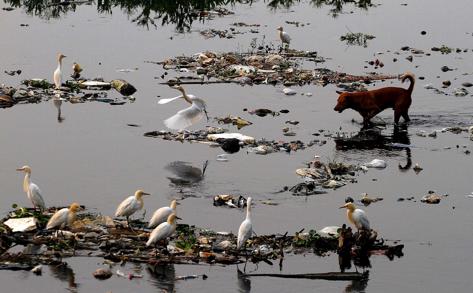 Влияние рек на окружающую среду. Сарно Италия река. Река Сарно загрязнение. Сарно река грязная. Птицы в грязной воде.