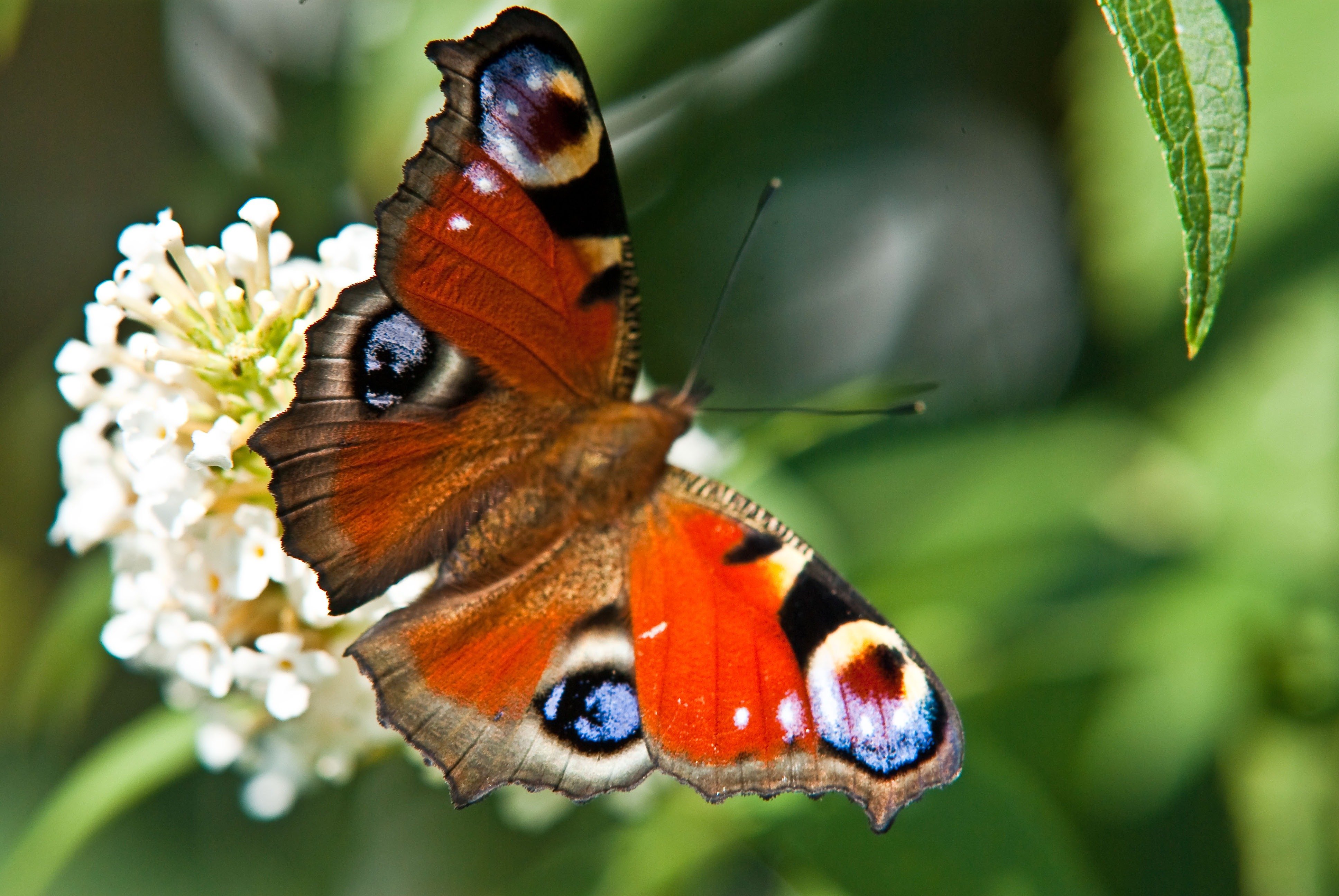 Фото про бабочек