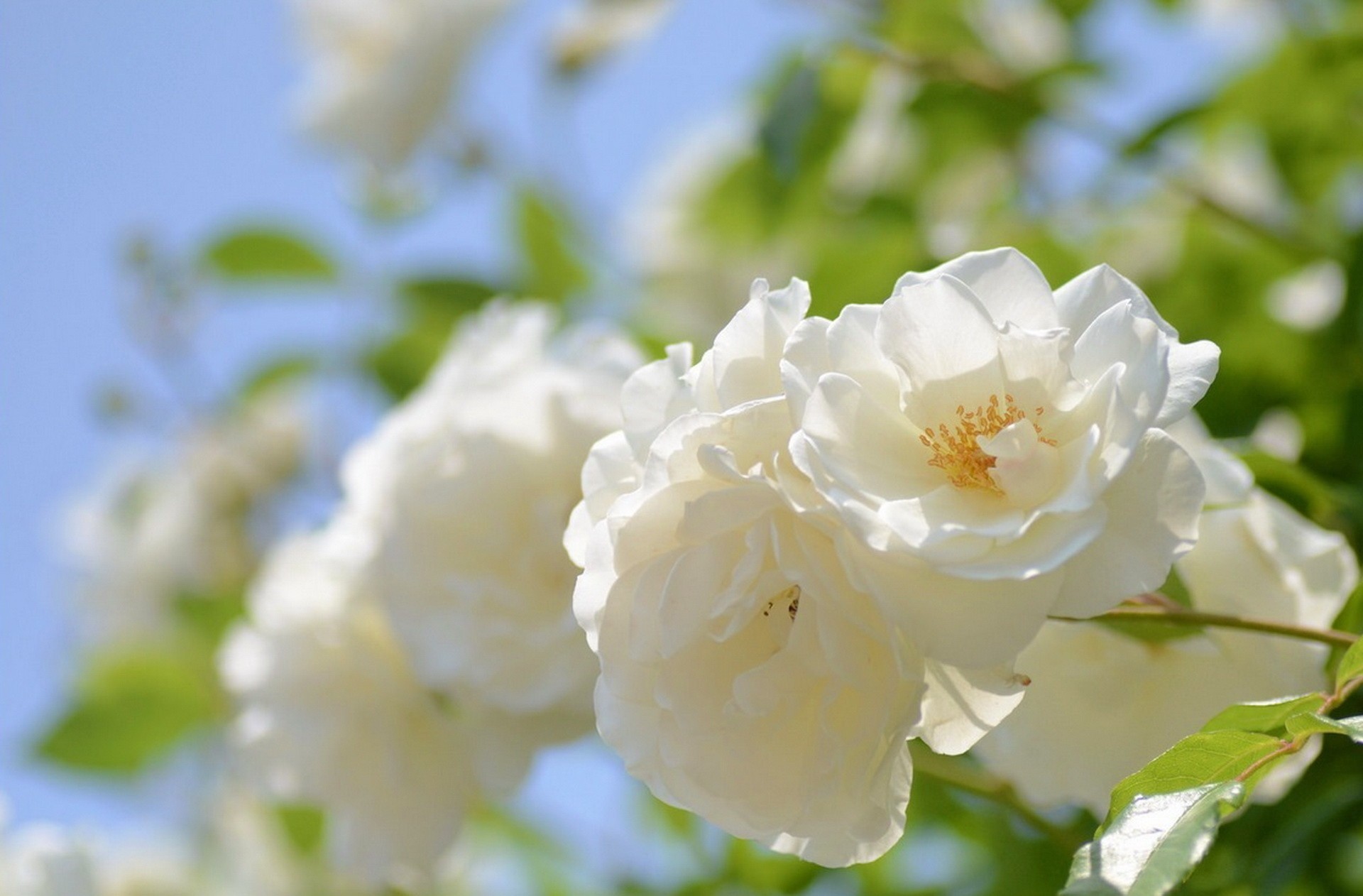 Белые цветы в природе