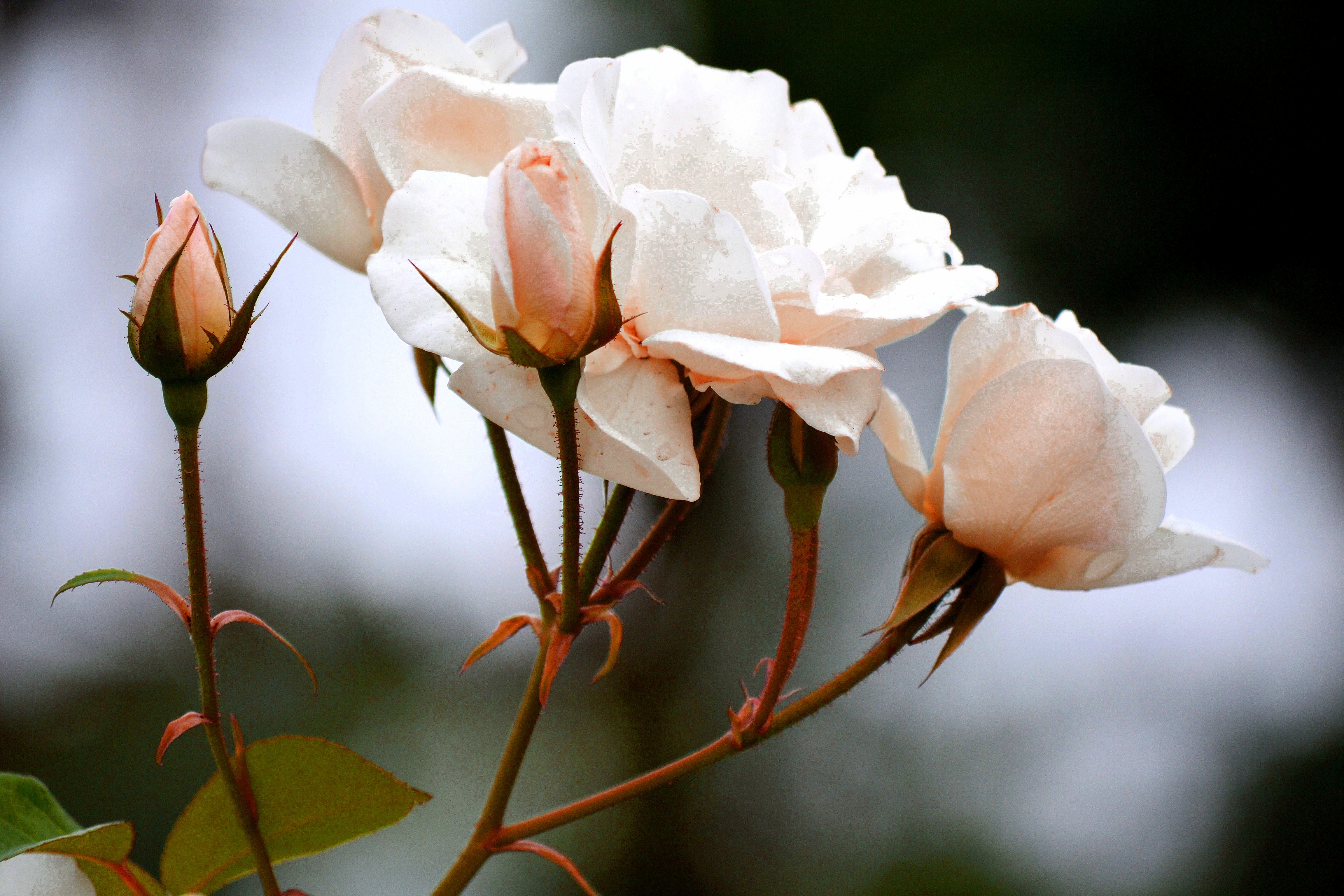 Красивые бутоны 1. Бутон белой розы. Бутон соцветие розы. Розы крупные бутоны. Цветы с большими бутонами.