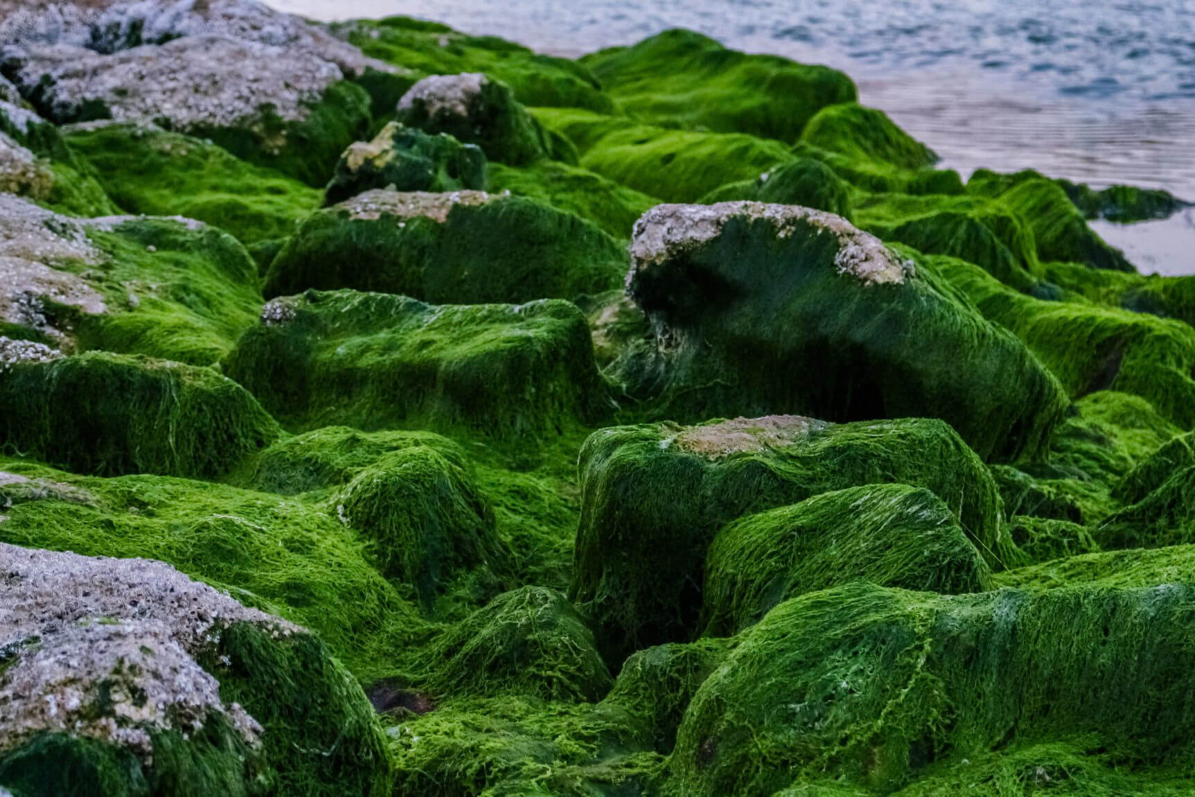 зеленый мох фото