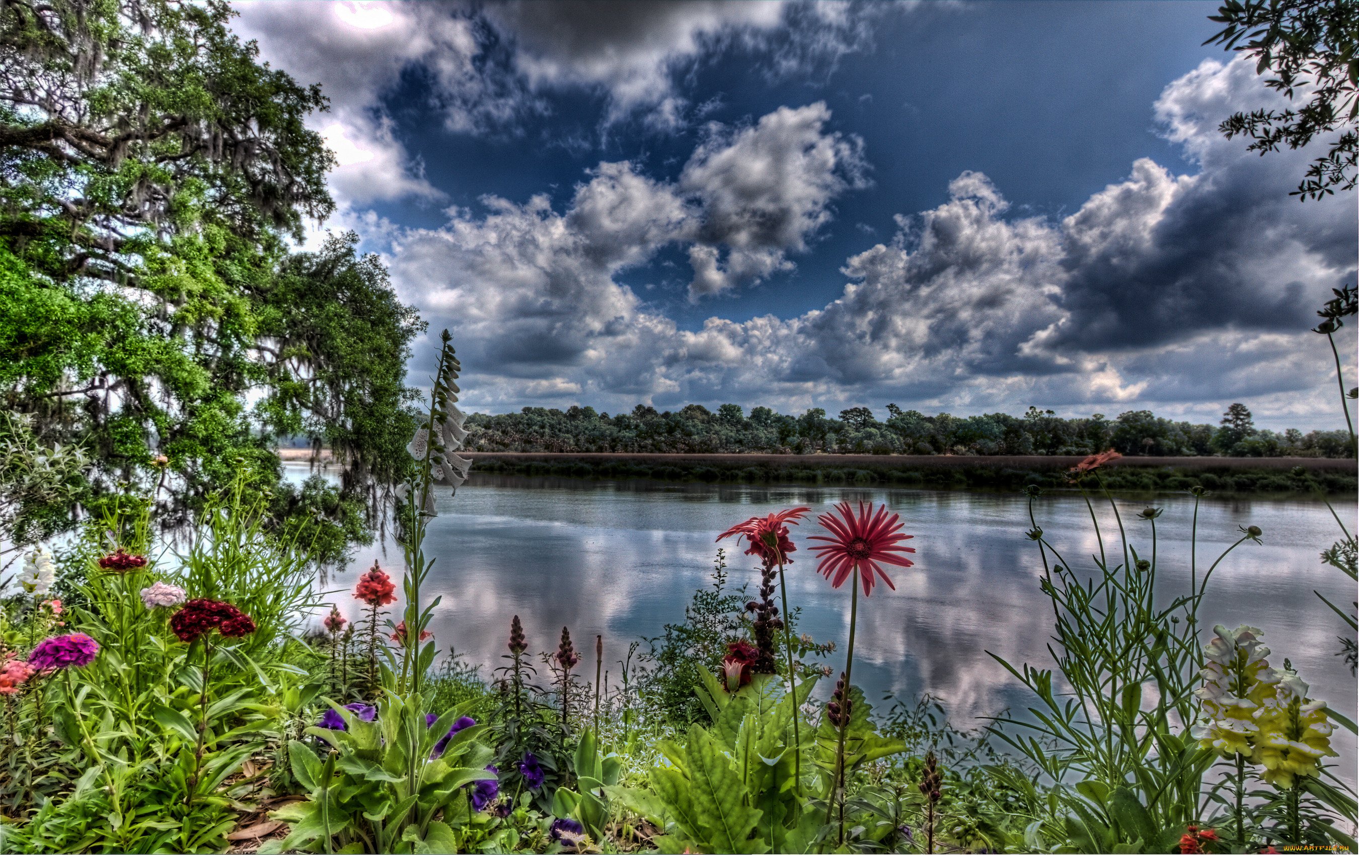 фото природы лес река озеро солнце цветы