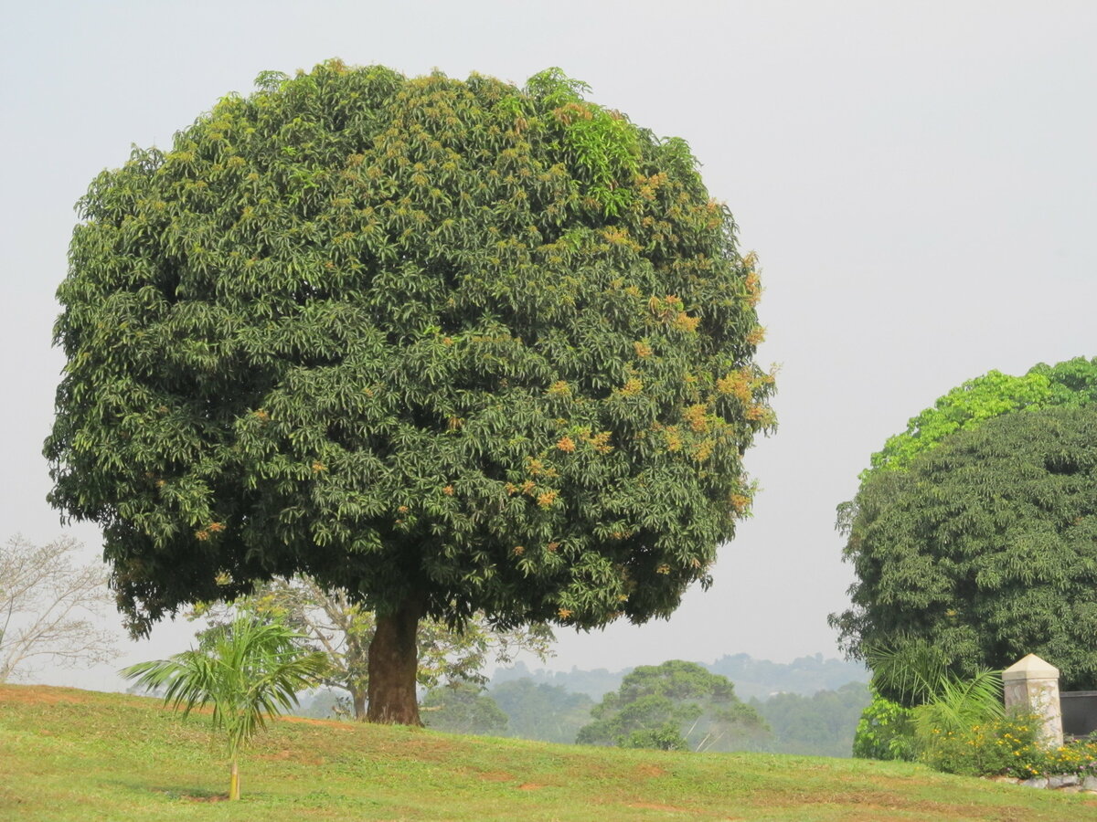 Манго Дерево В Природе