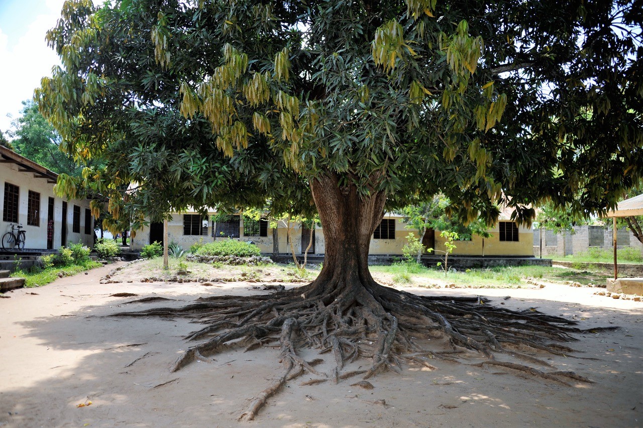 Манговые деревья Сан Паулу