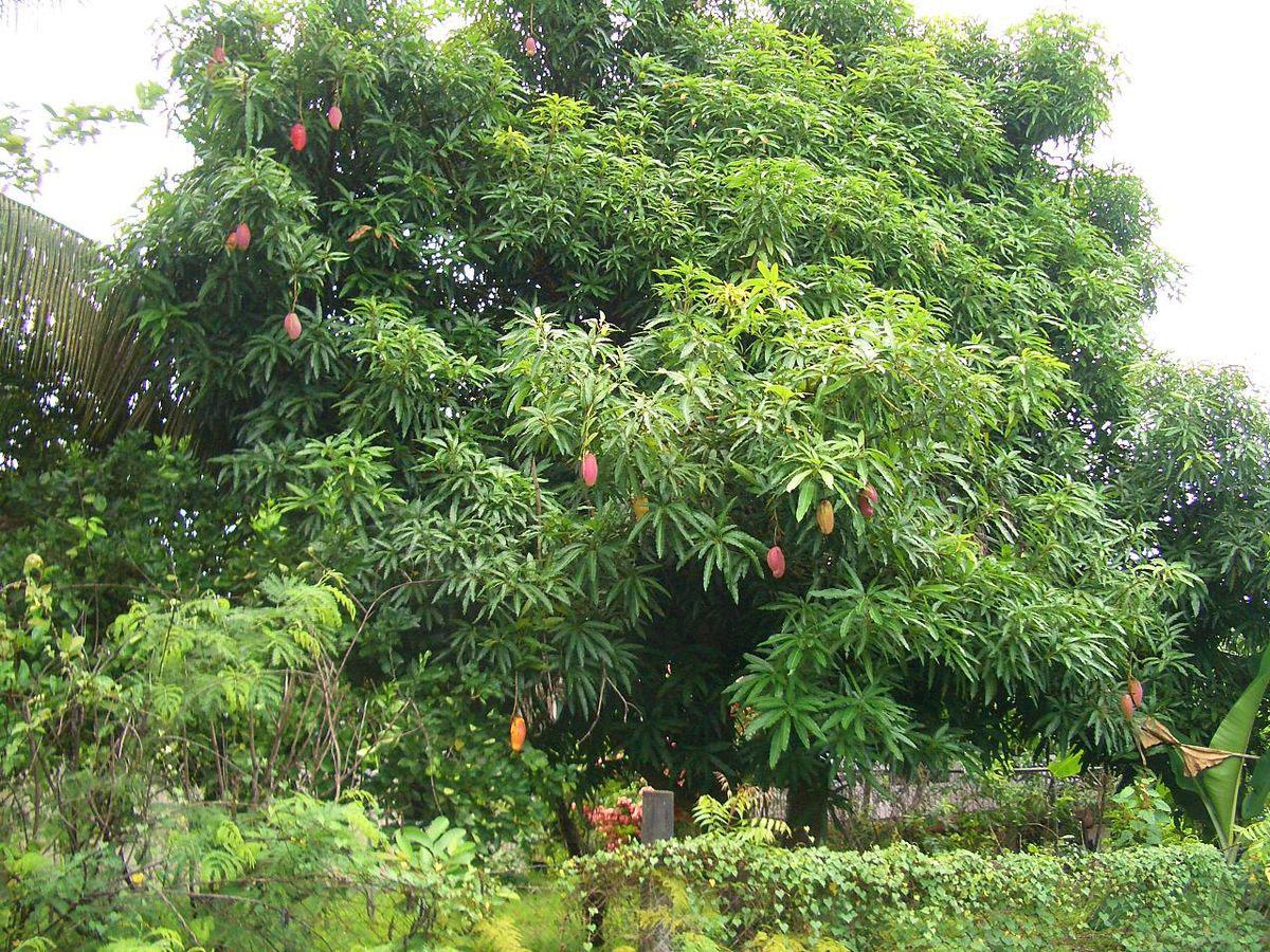 Манго дерево