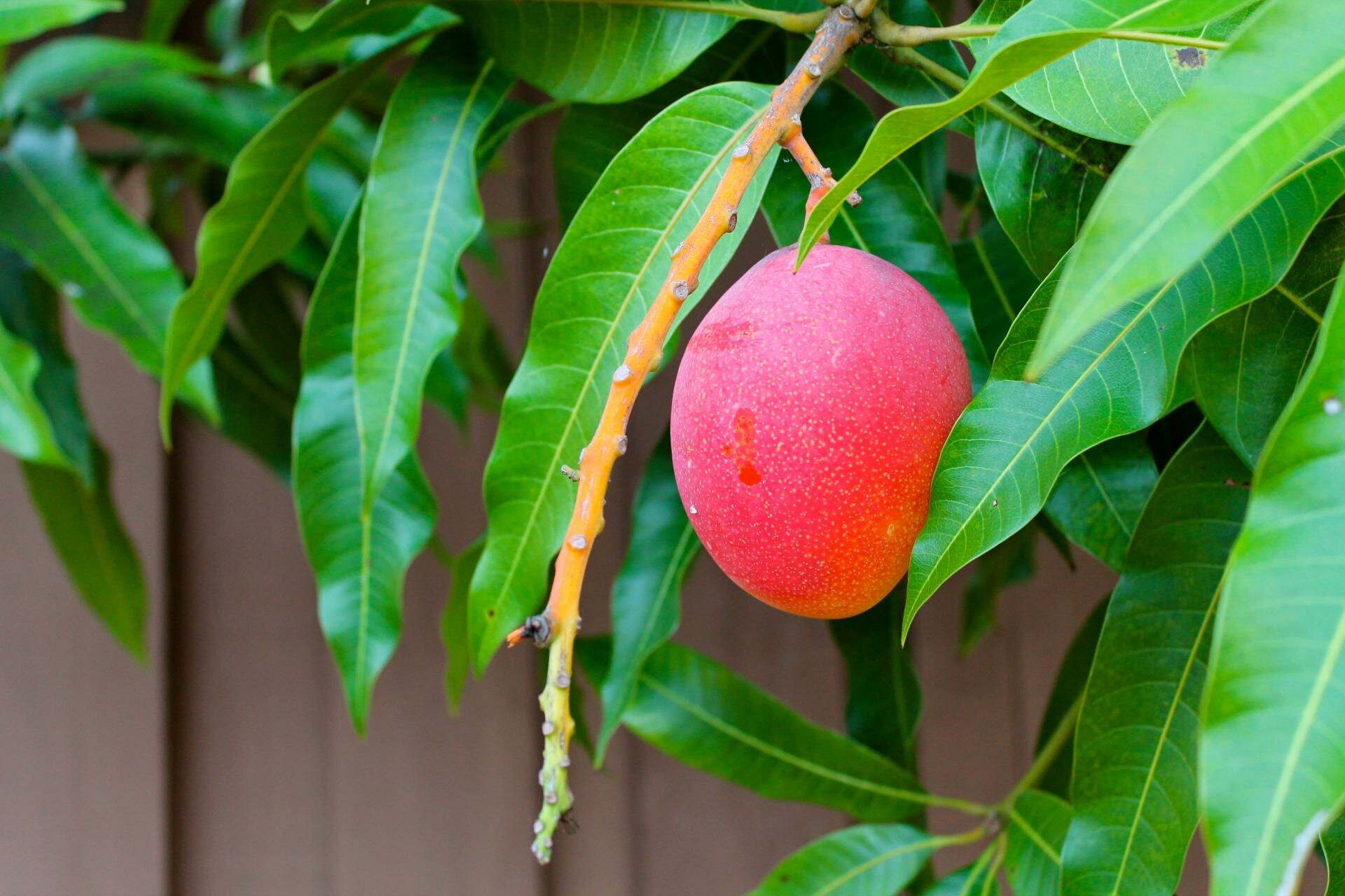 Как цветет манго в природе фото