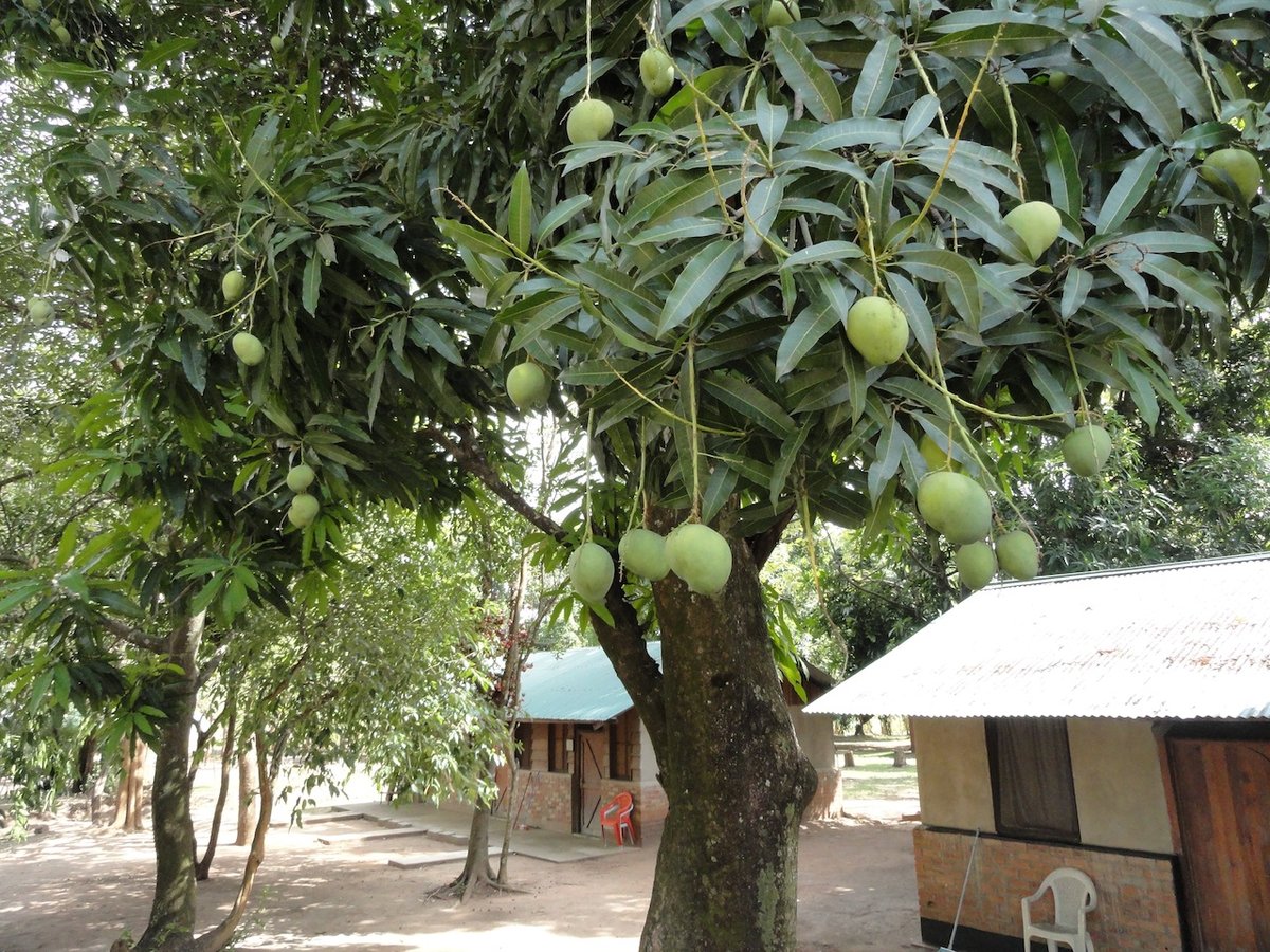 Манговое дерево с манго