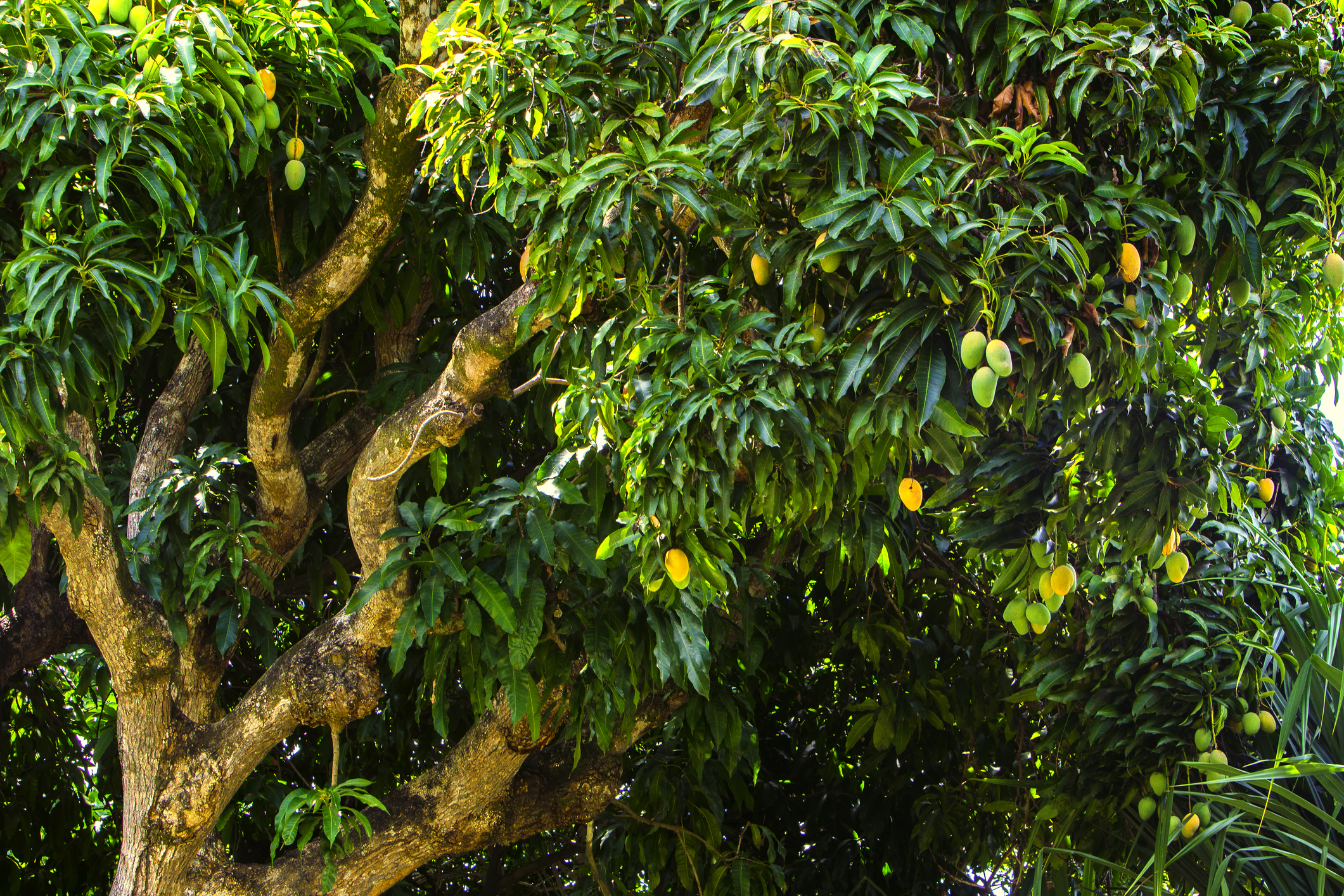 Манговое дерево с манго