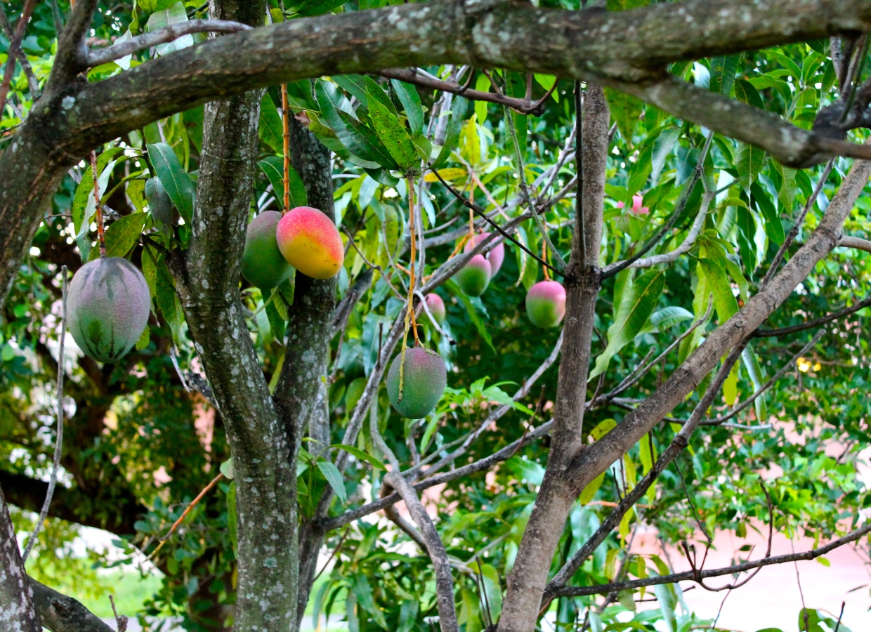 Дерево манго Банганапалли