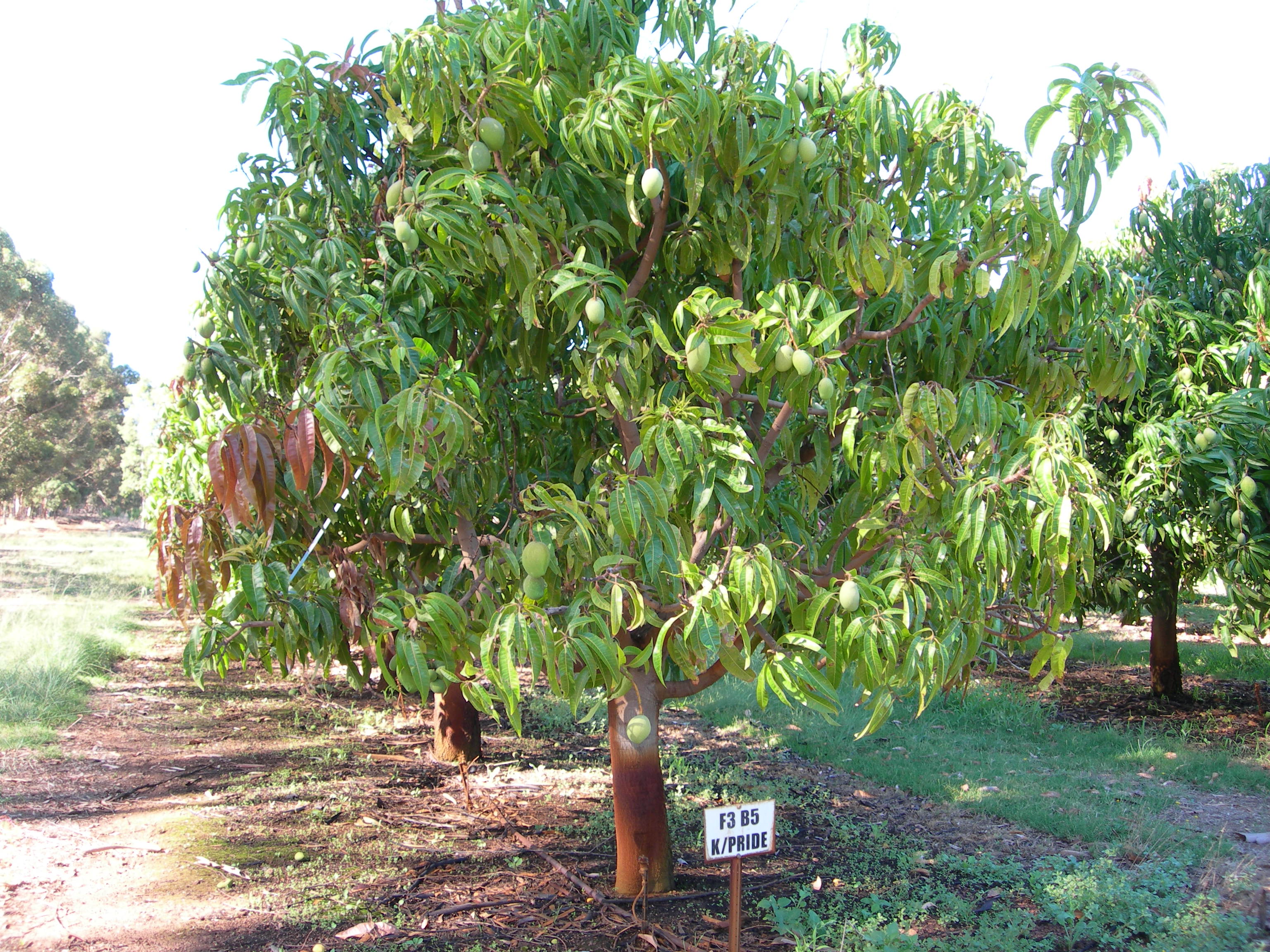 Манговое дерево фото
