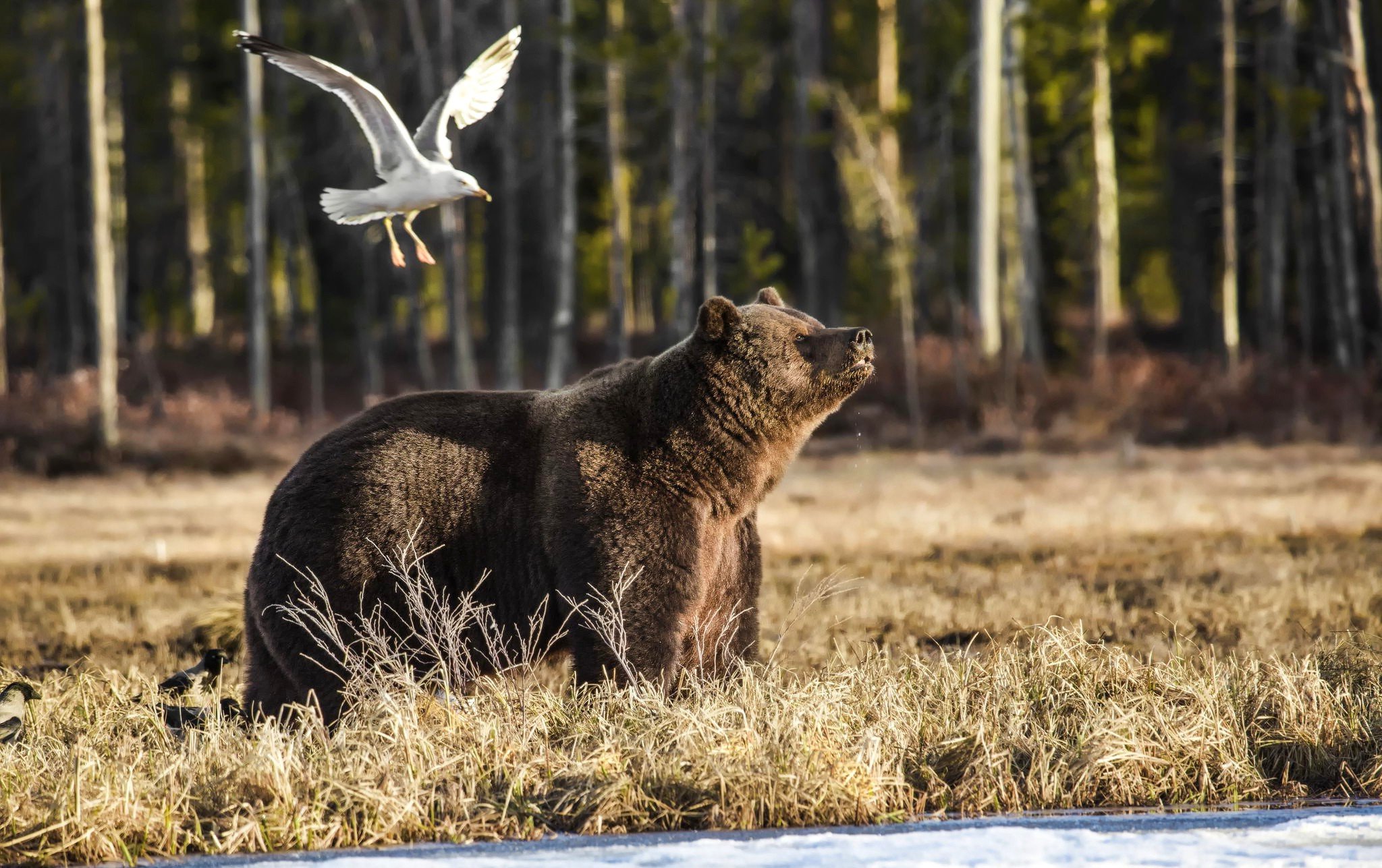 Фотография бурый медведь гиппенрейтер сочинение