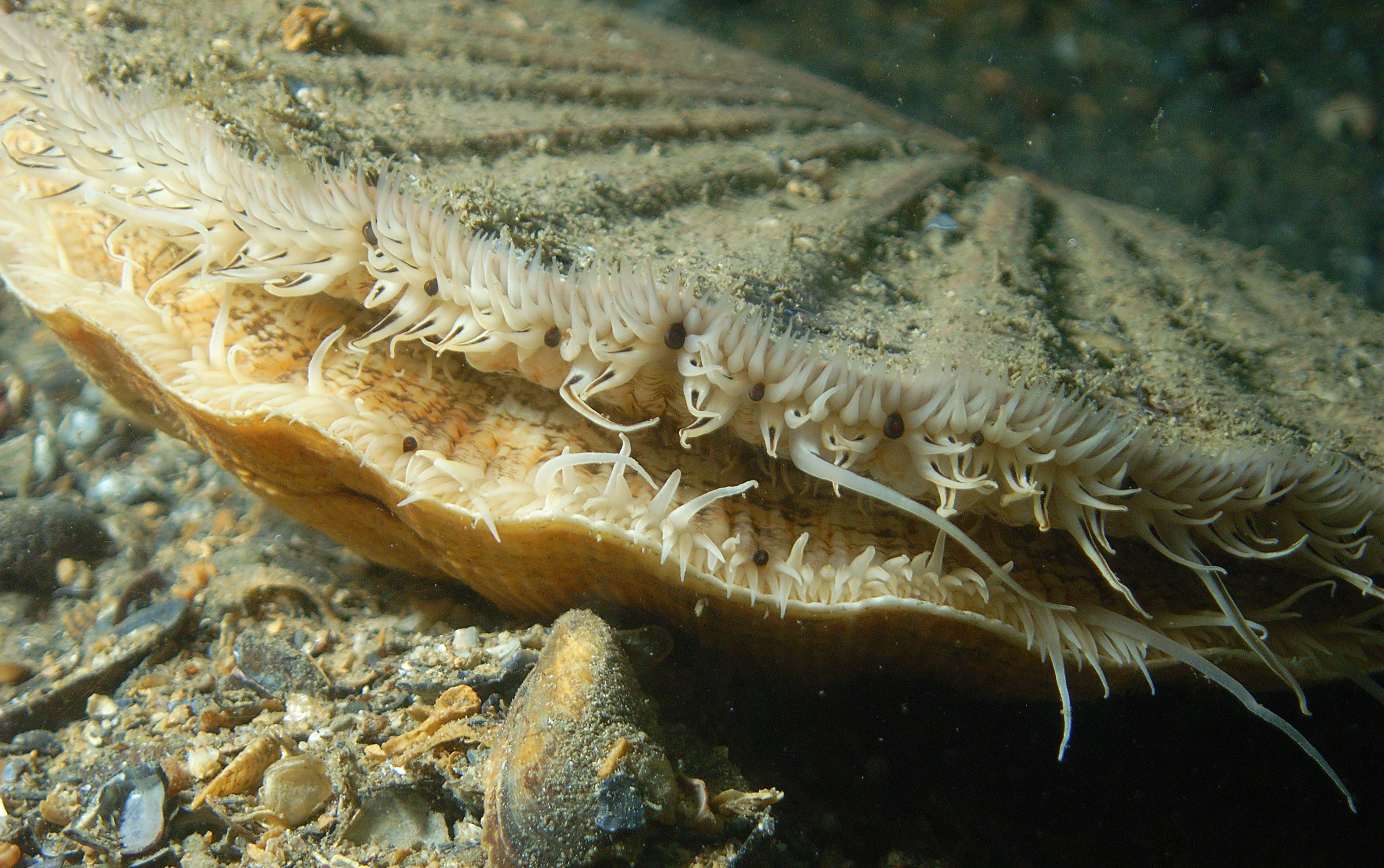 морской гребешок фото в море