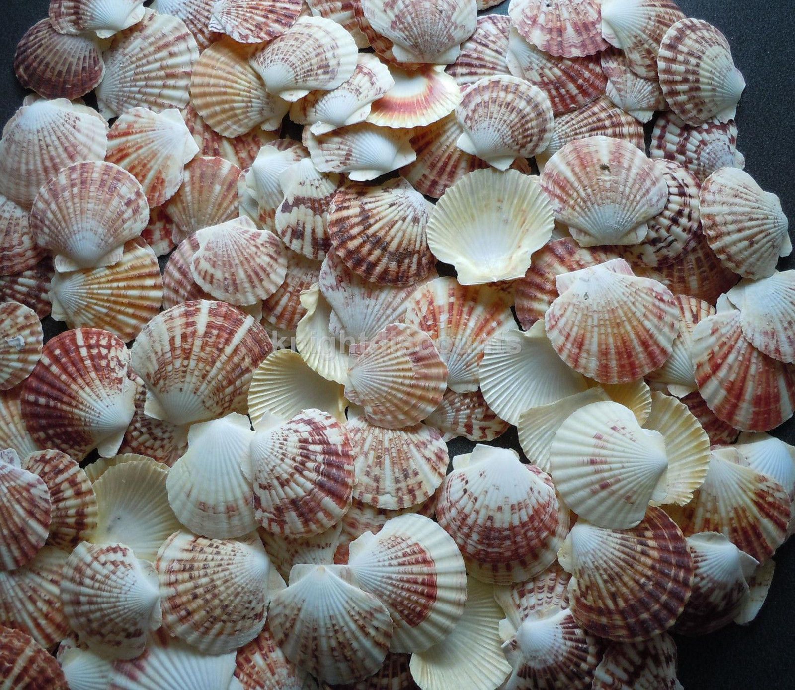 Морской гребешок фото живой в природе википедия