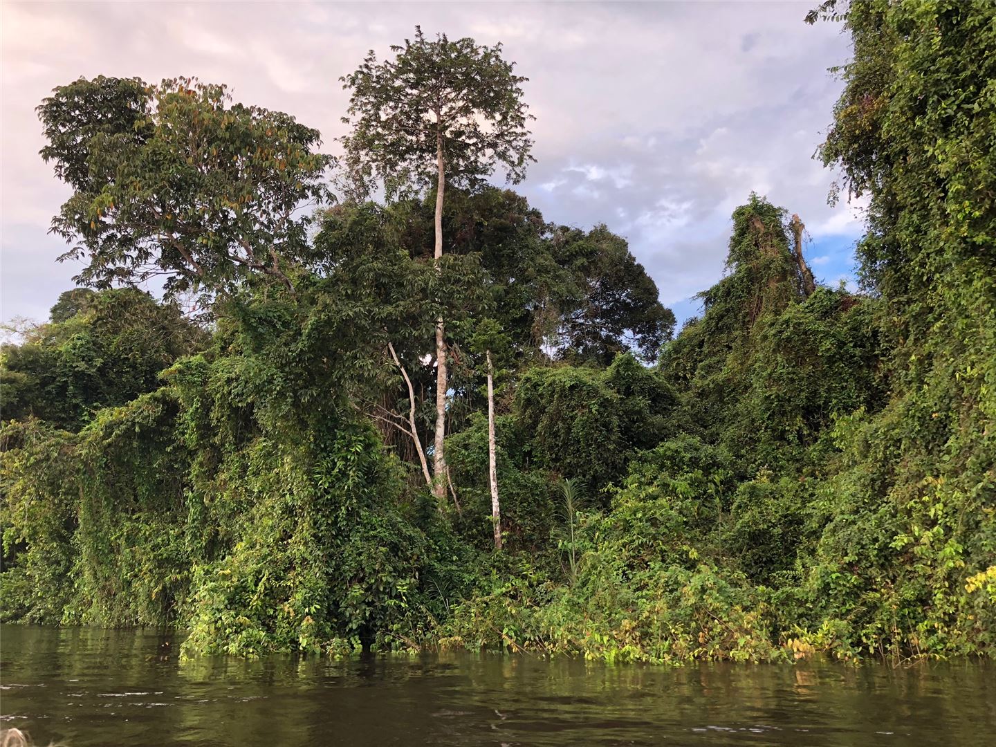 Амазония джунгли круиз