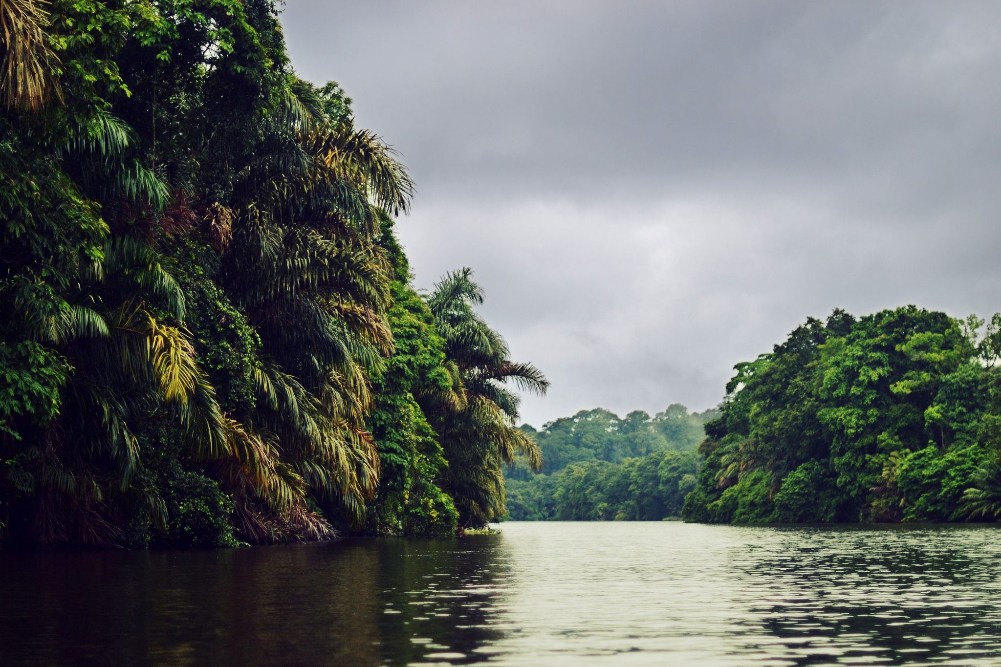 Тропические леса амазонки в Бразилии.