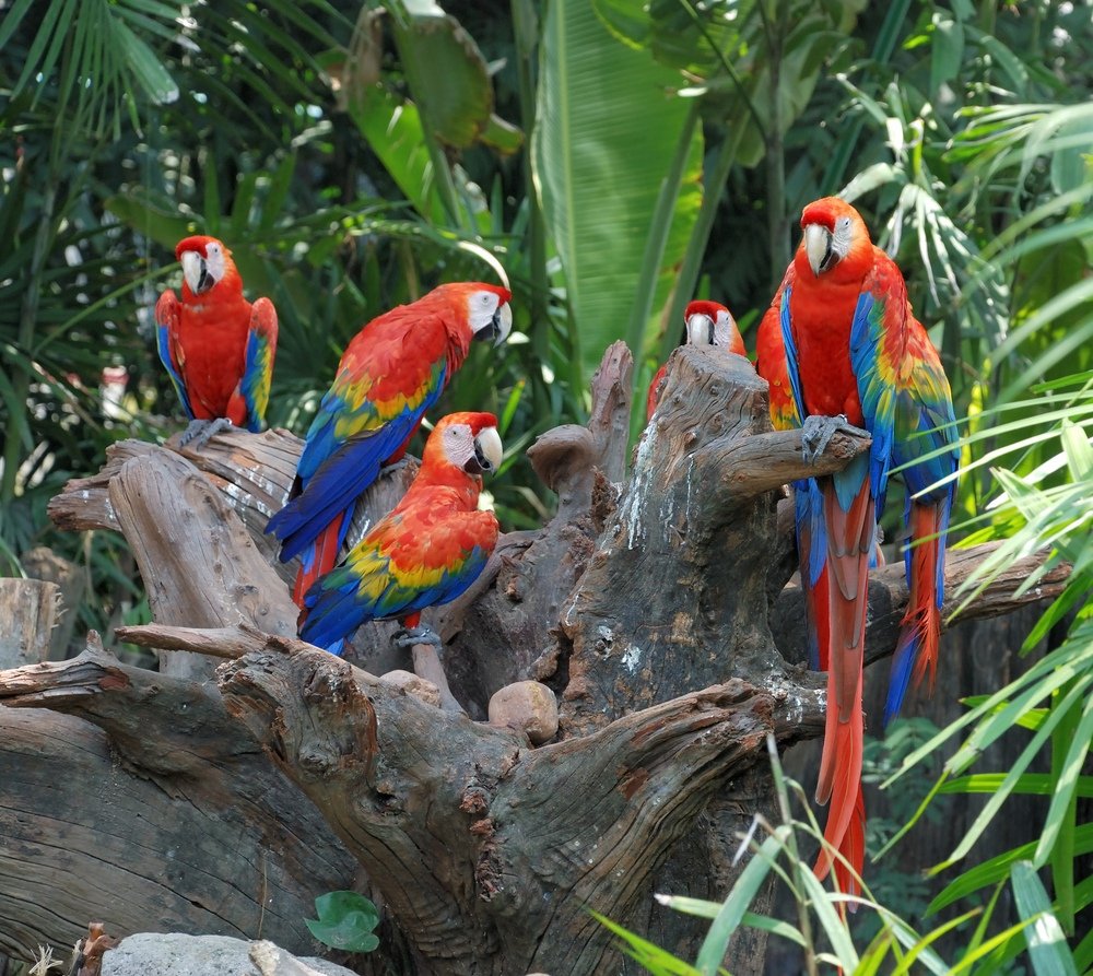 попугаи в зоопарке