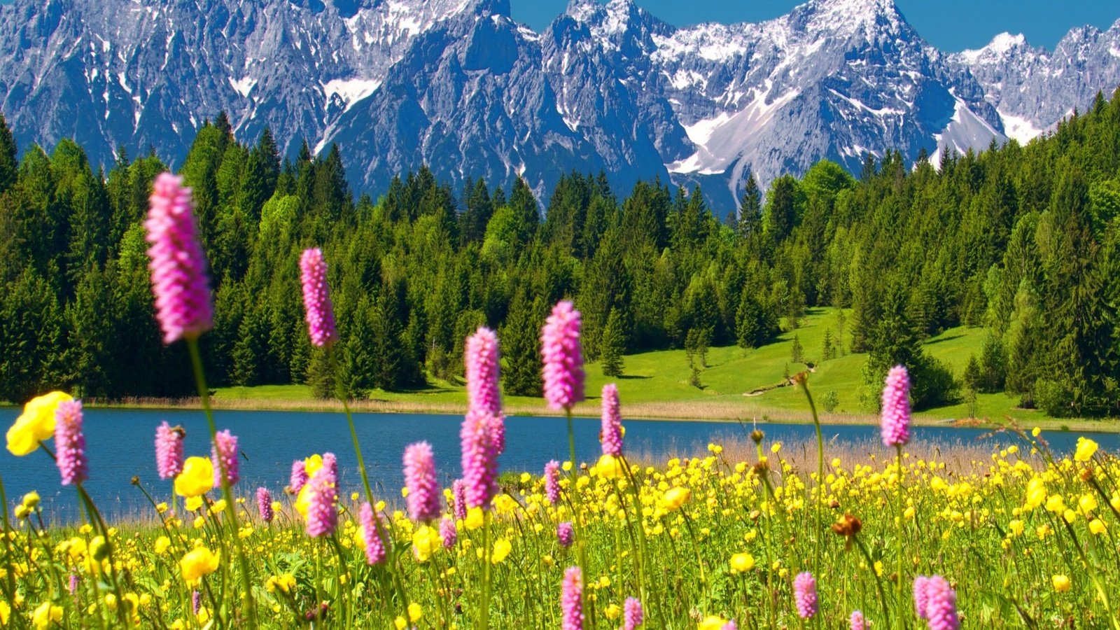Горы цветы Альпы