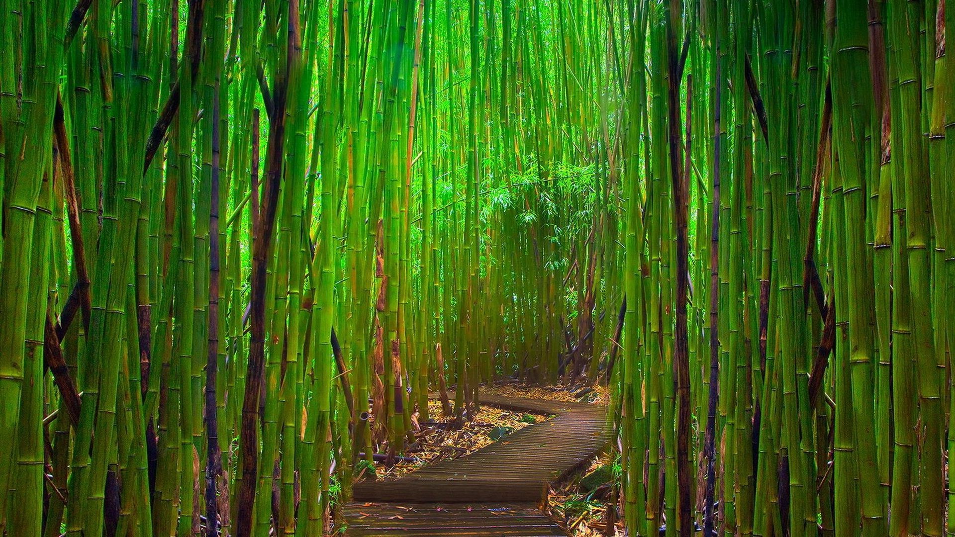 Дорожка в бамбуковом лесу