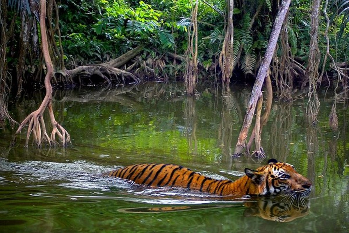 Чистое животное в мире. Джунгли Борнео. Фауна Малайзии. Тигр Малайзии. Животные джунглей.