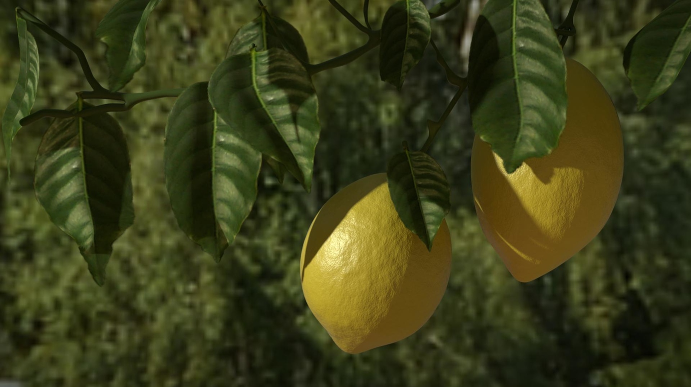 Плоская крона лимона