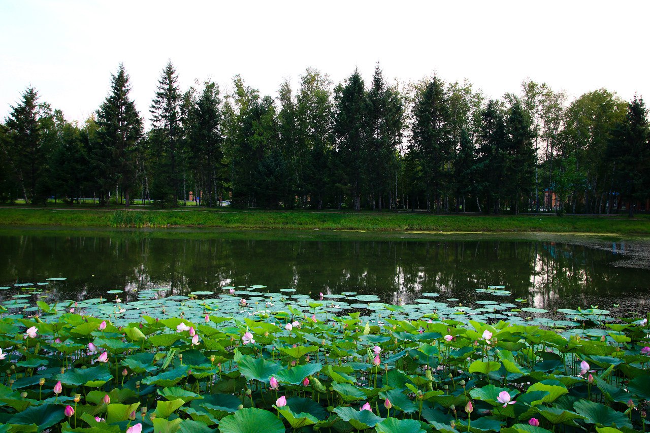 Озеро лотосов Амурская область Ивановка
