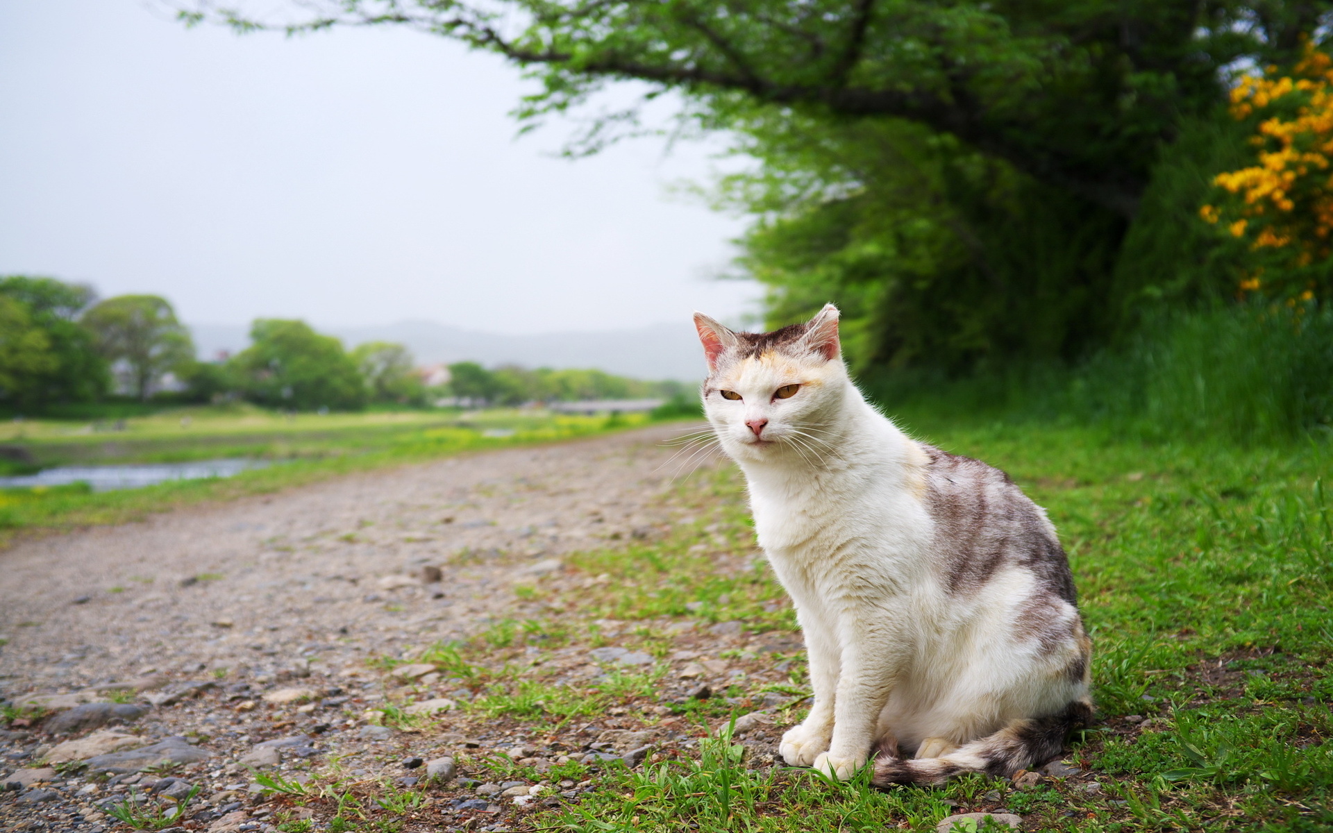 Кошка сидит на траве