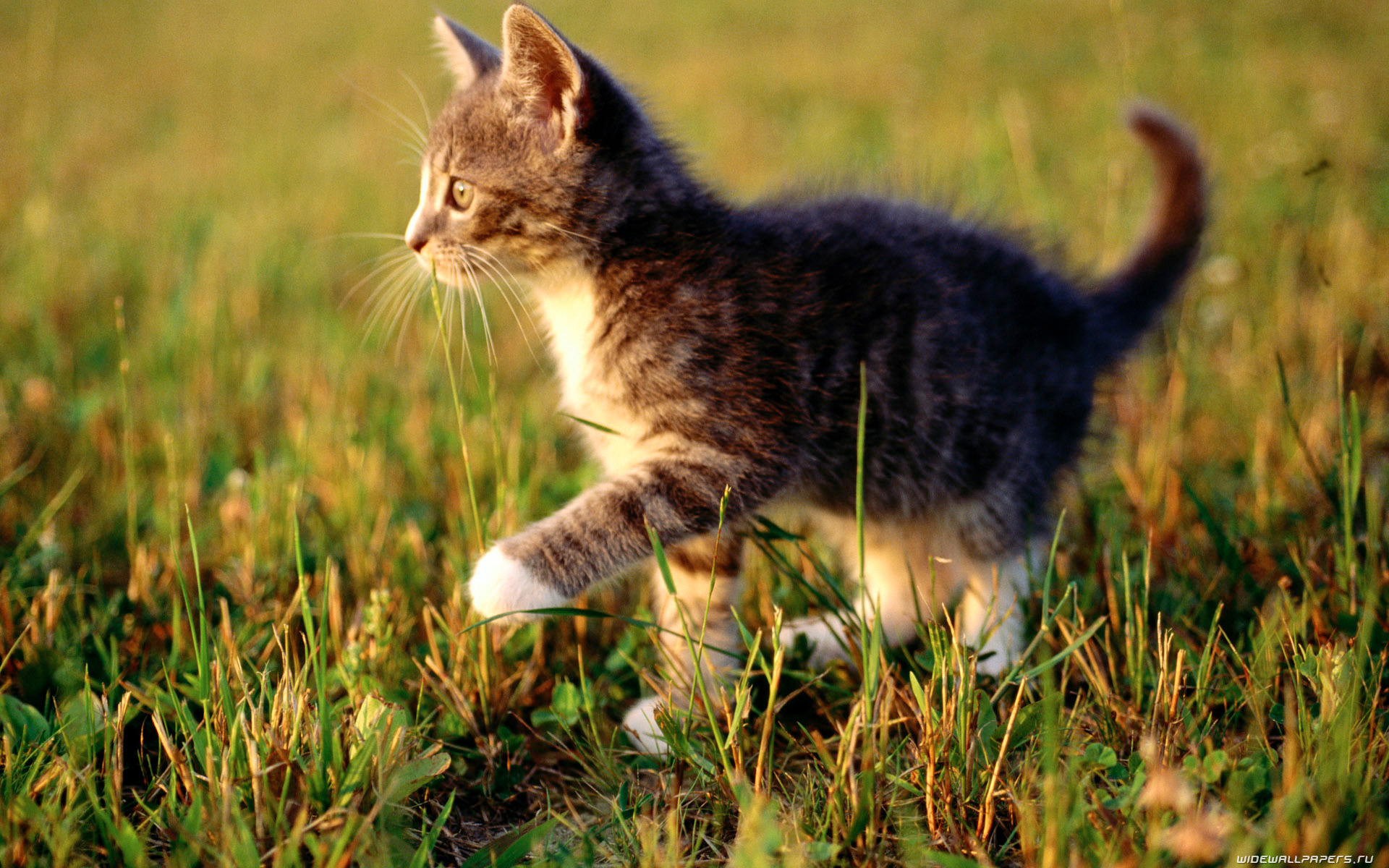 Котенок в траве