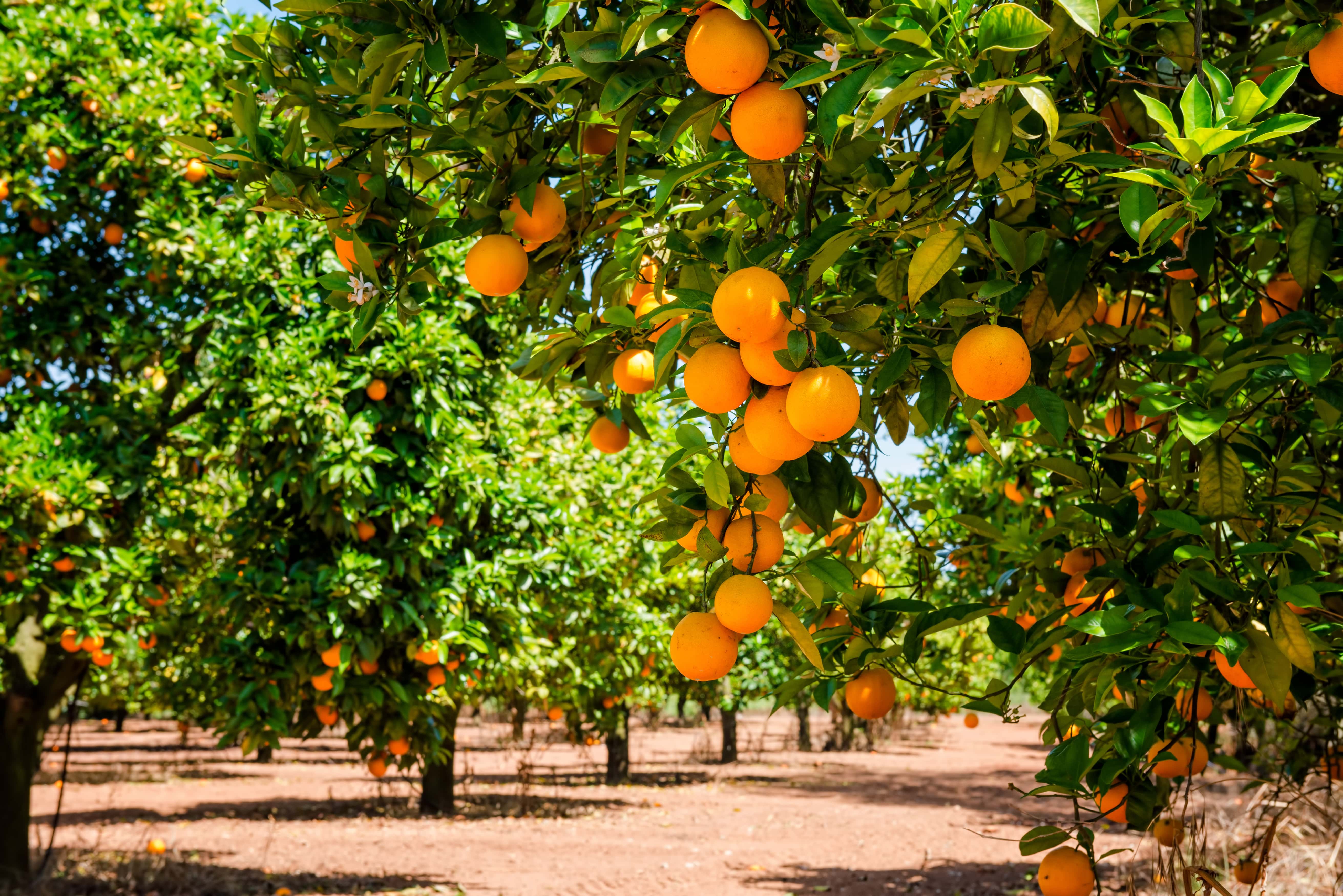Сад апельсиновых деревьев